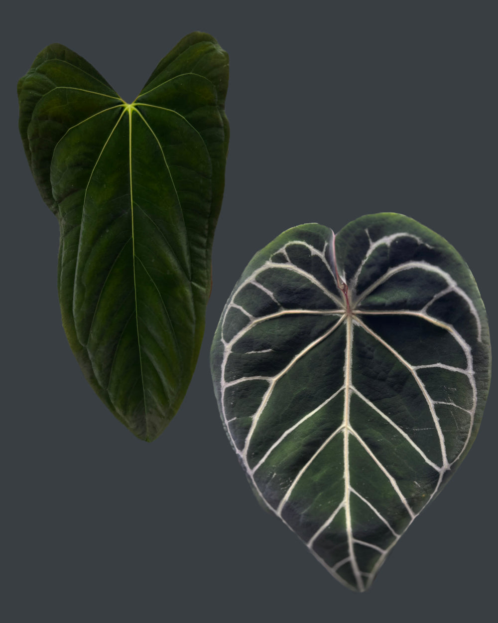 Anthurium papillilaminum FSxRL X Zara