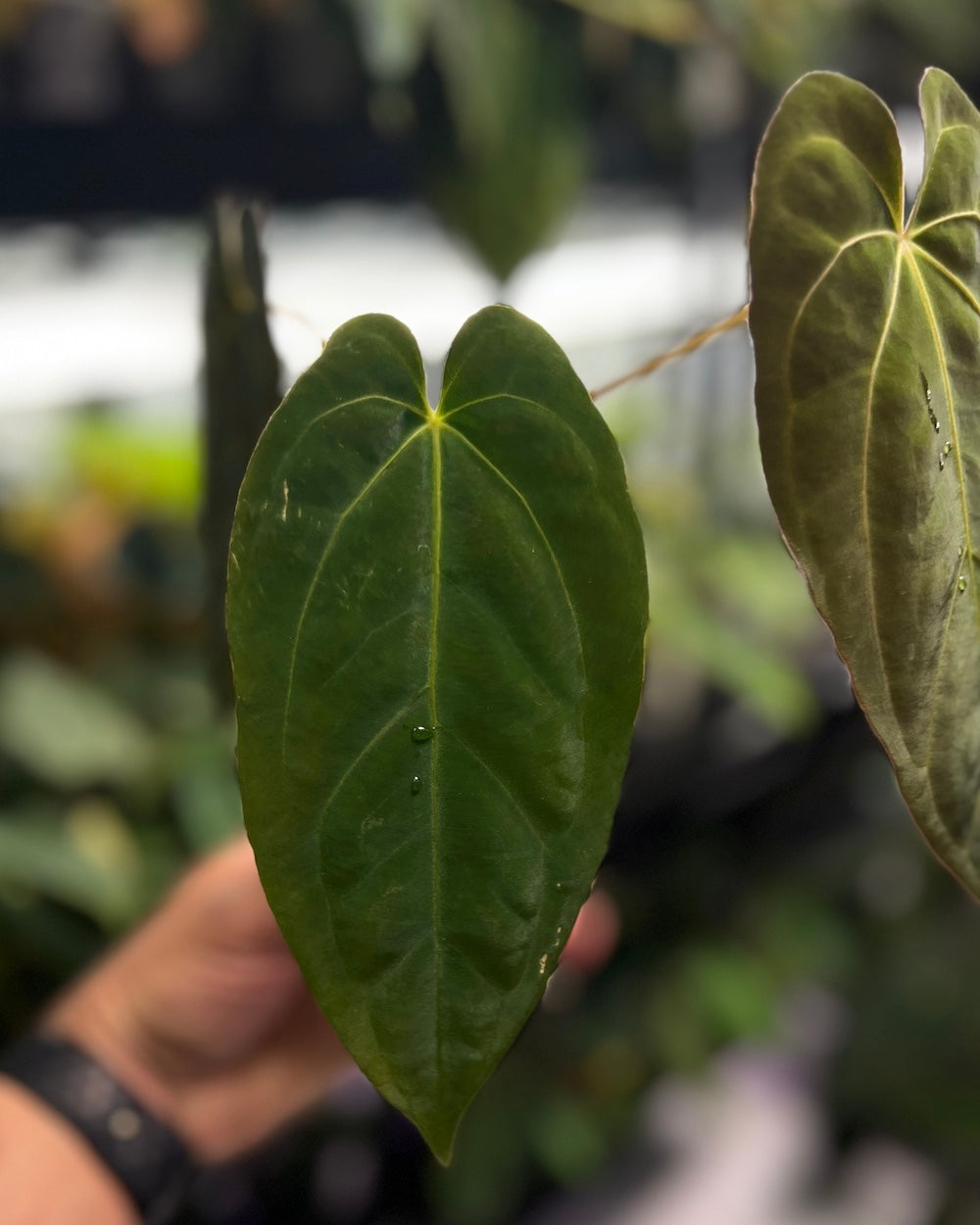 Anthurium papillilaminum FSxRL X Zara