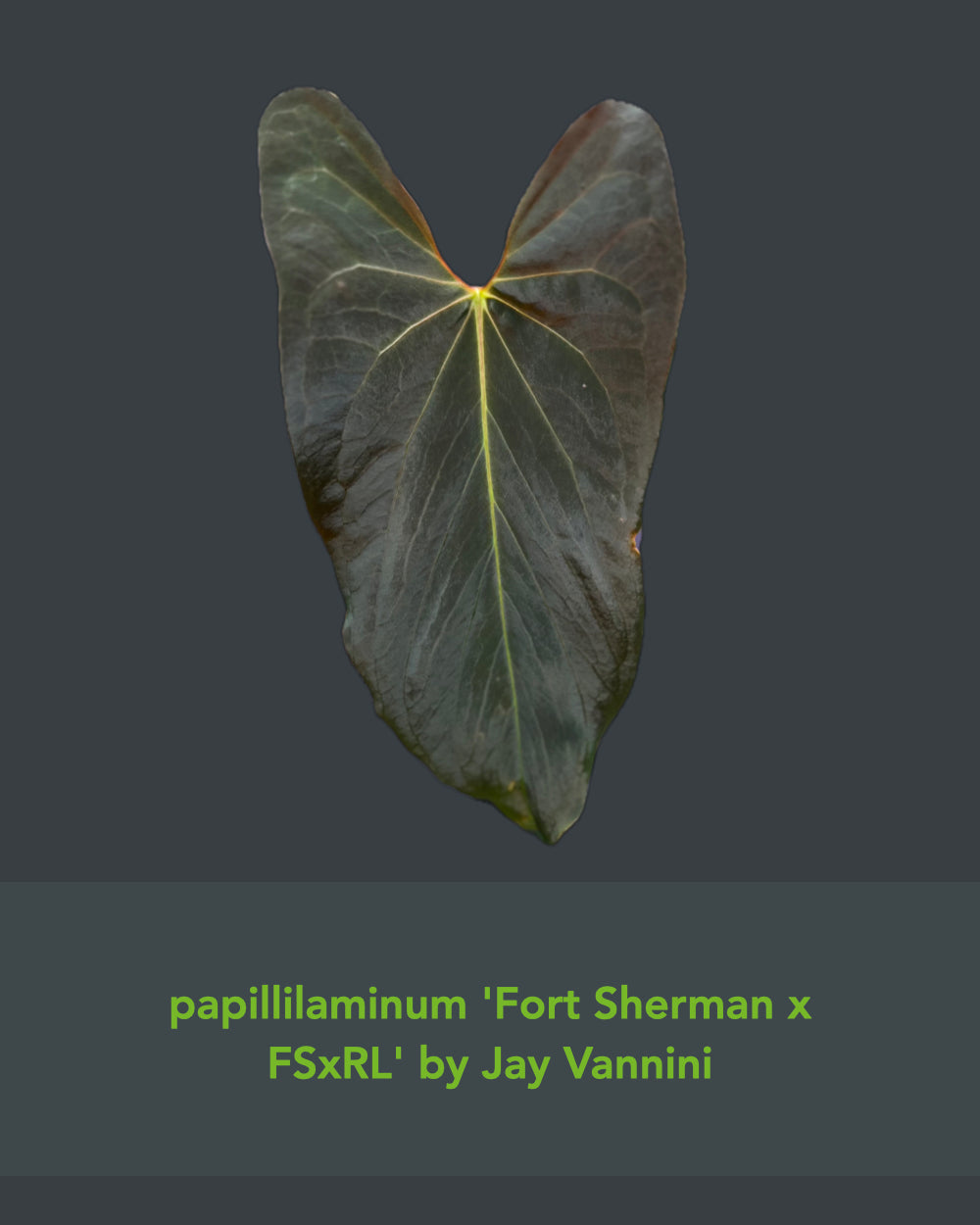 Anthurium Papillilaminum (FSx(FSxRL)) x Carlablackiae District