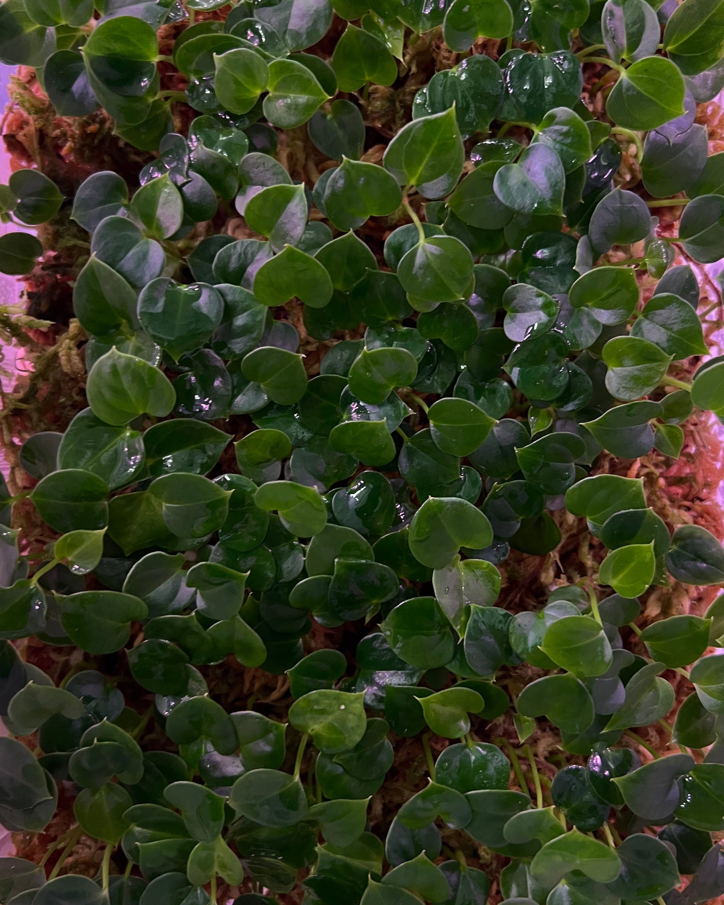 Anthurium Papillilaminum (FSx(FSxRL)) x Carlablackiae District