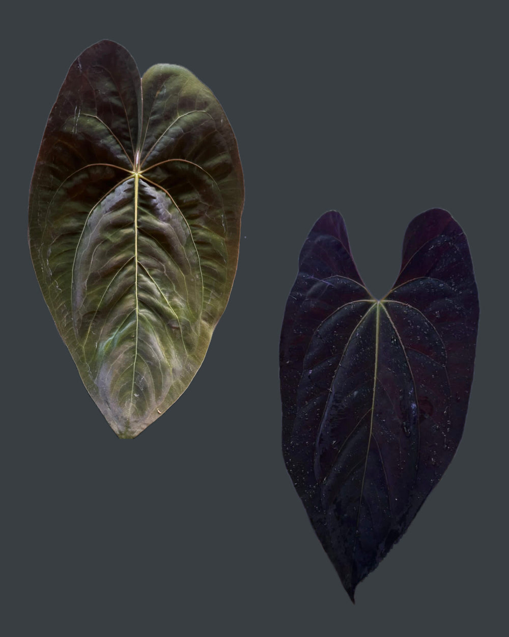 Papillilaminum Gatorbod F2