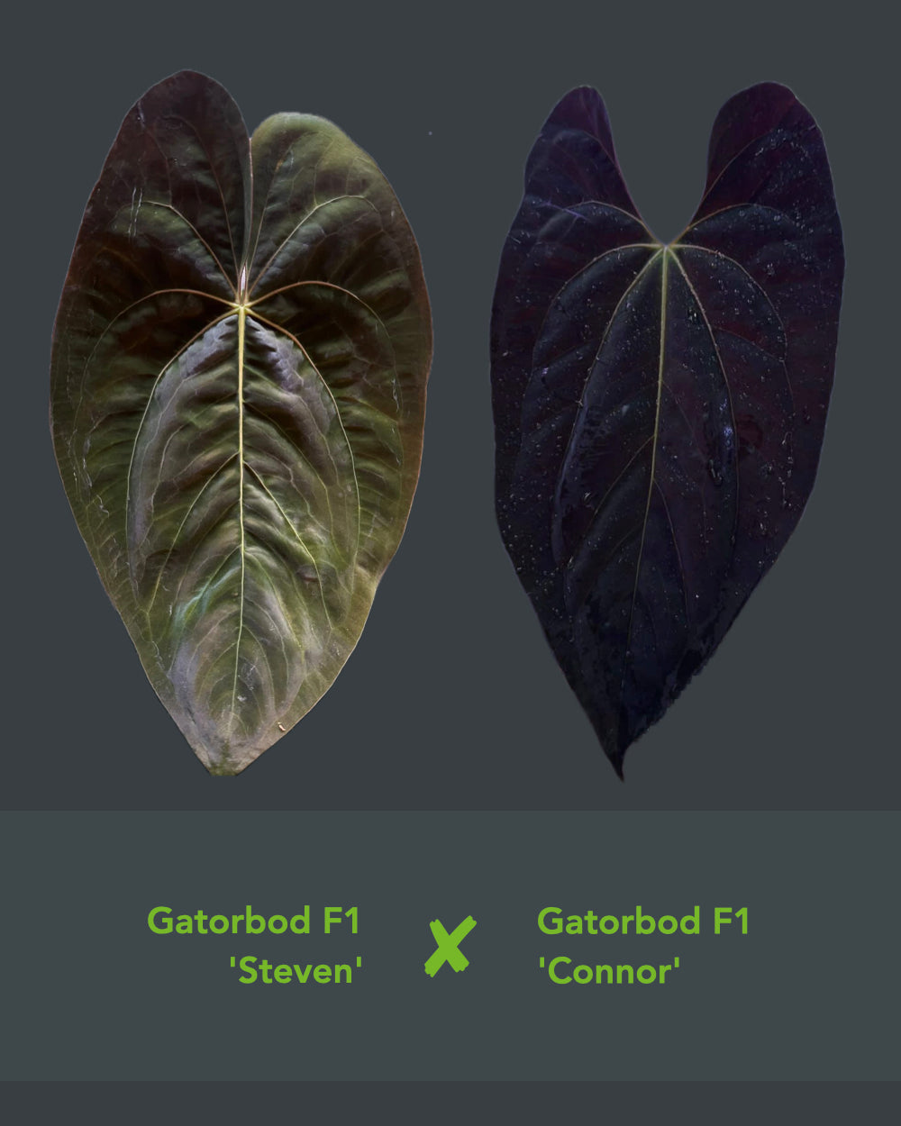 Papillilaminum Gatorbod F2