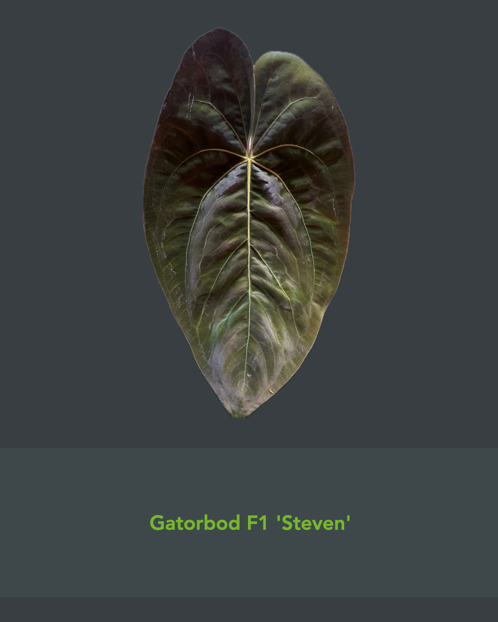 Papillilaminum Gatorbod F2