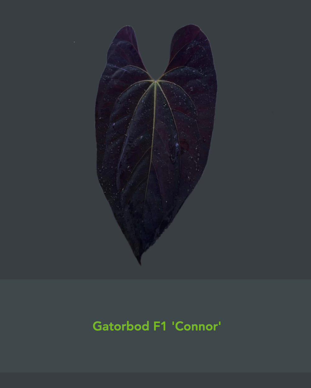 Papillilaminum Gatorbod F2