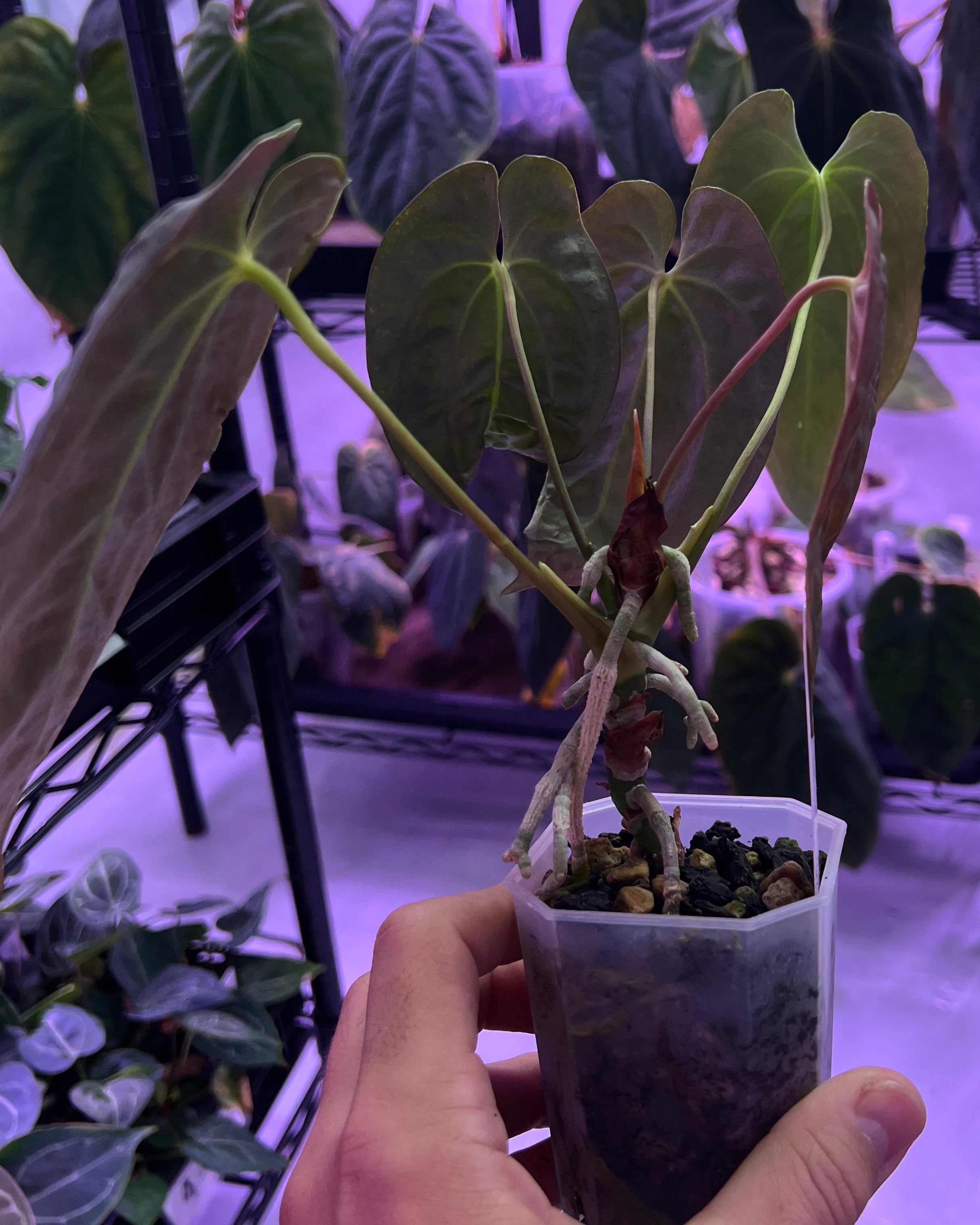 Papillilaminum Gatorbod F2