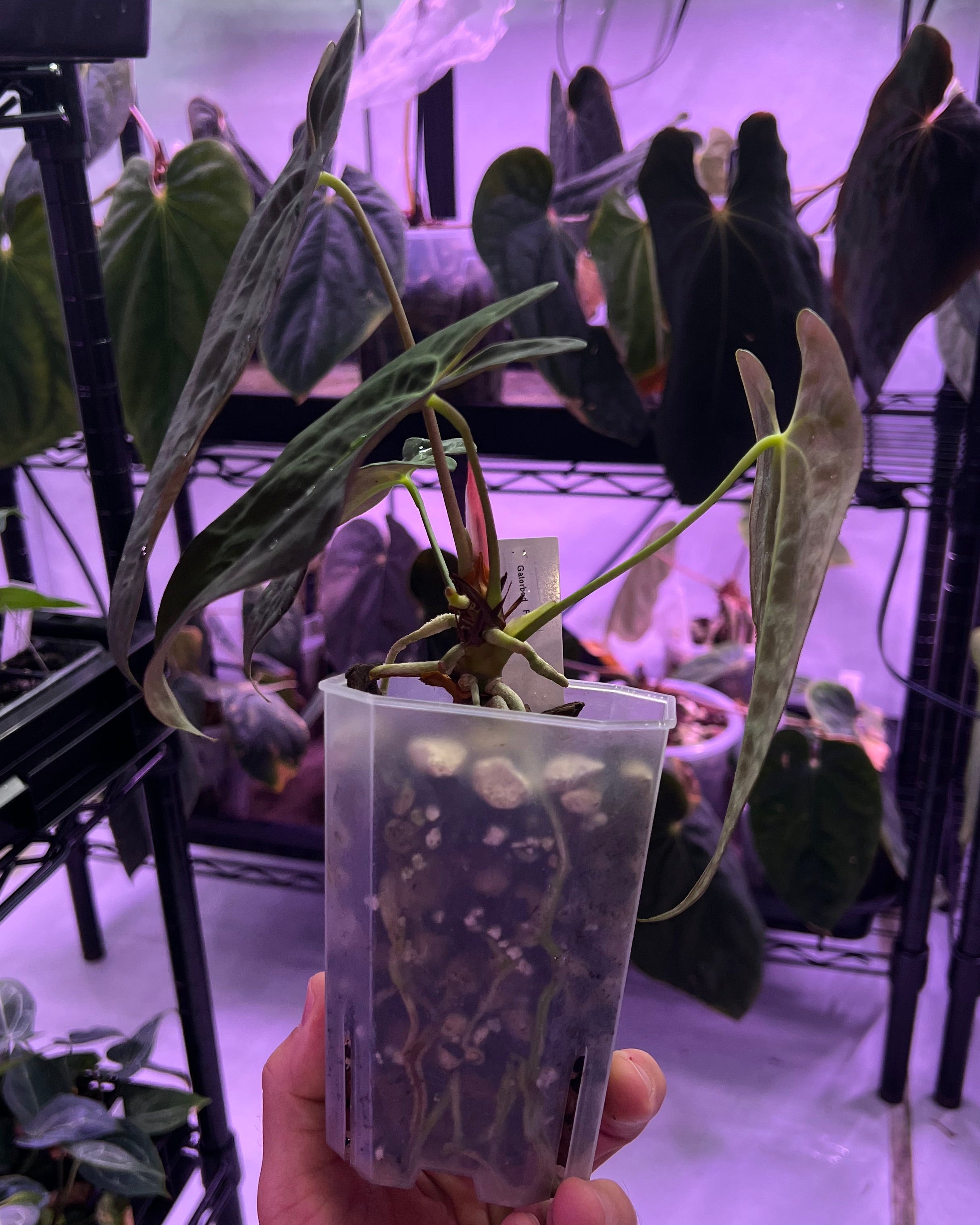 Papillilaminum Gatorbod F2