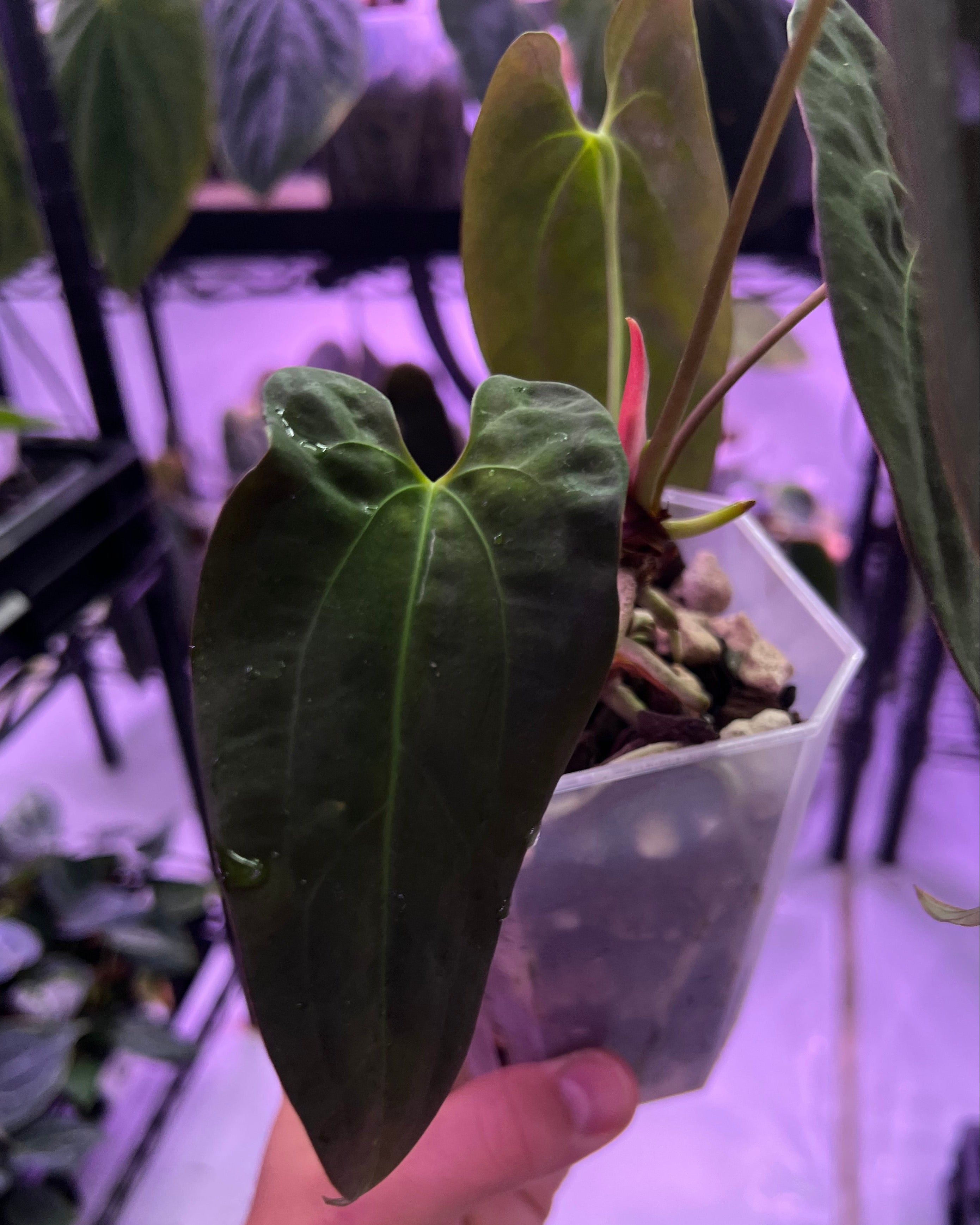 Papillilaminum Gatorbod F2