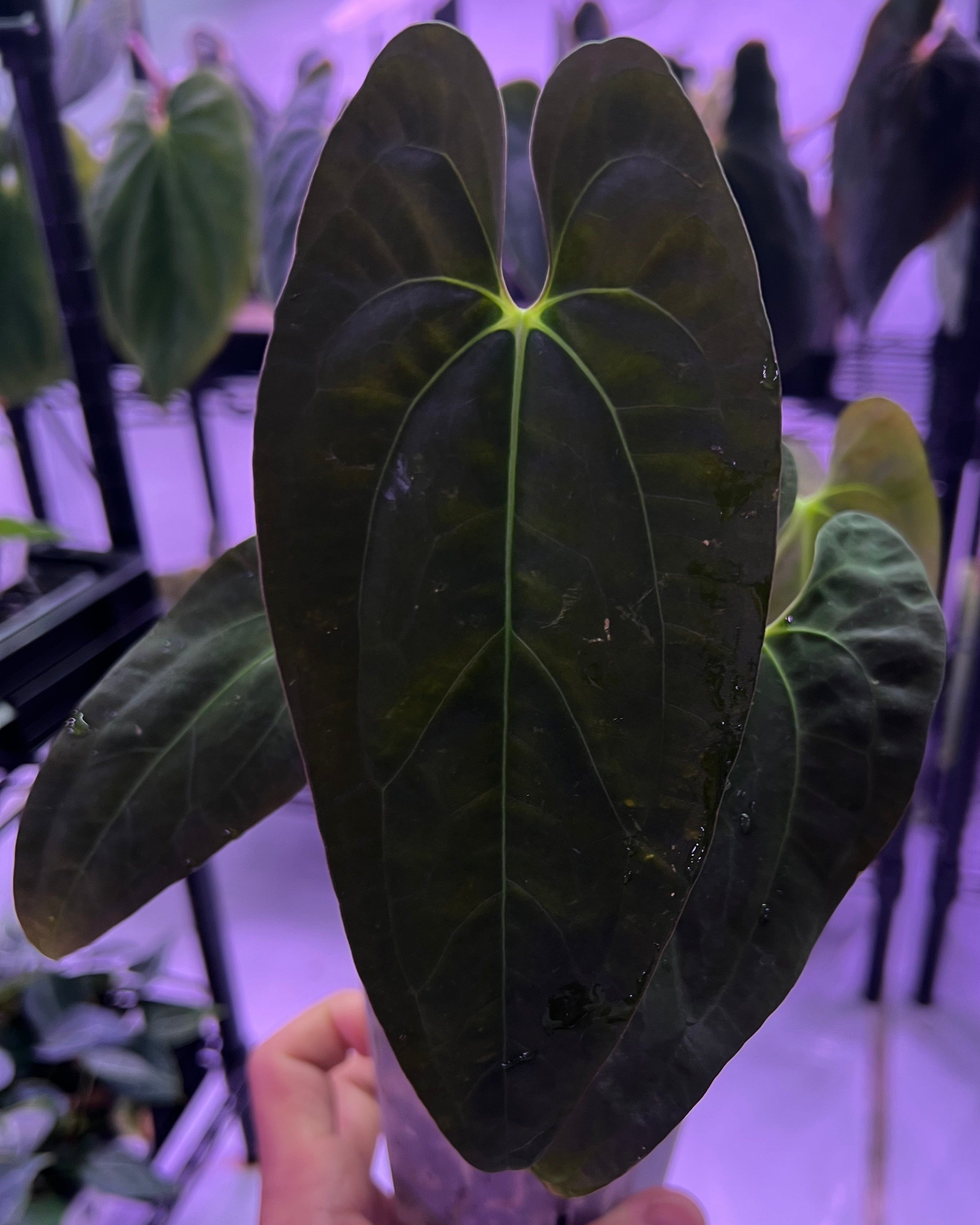 Papillilaminum Gatorbod F2