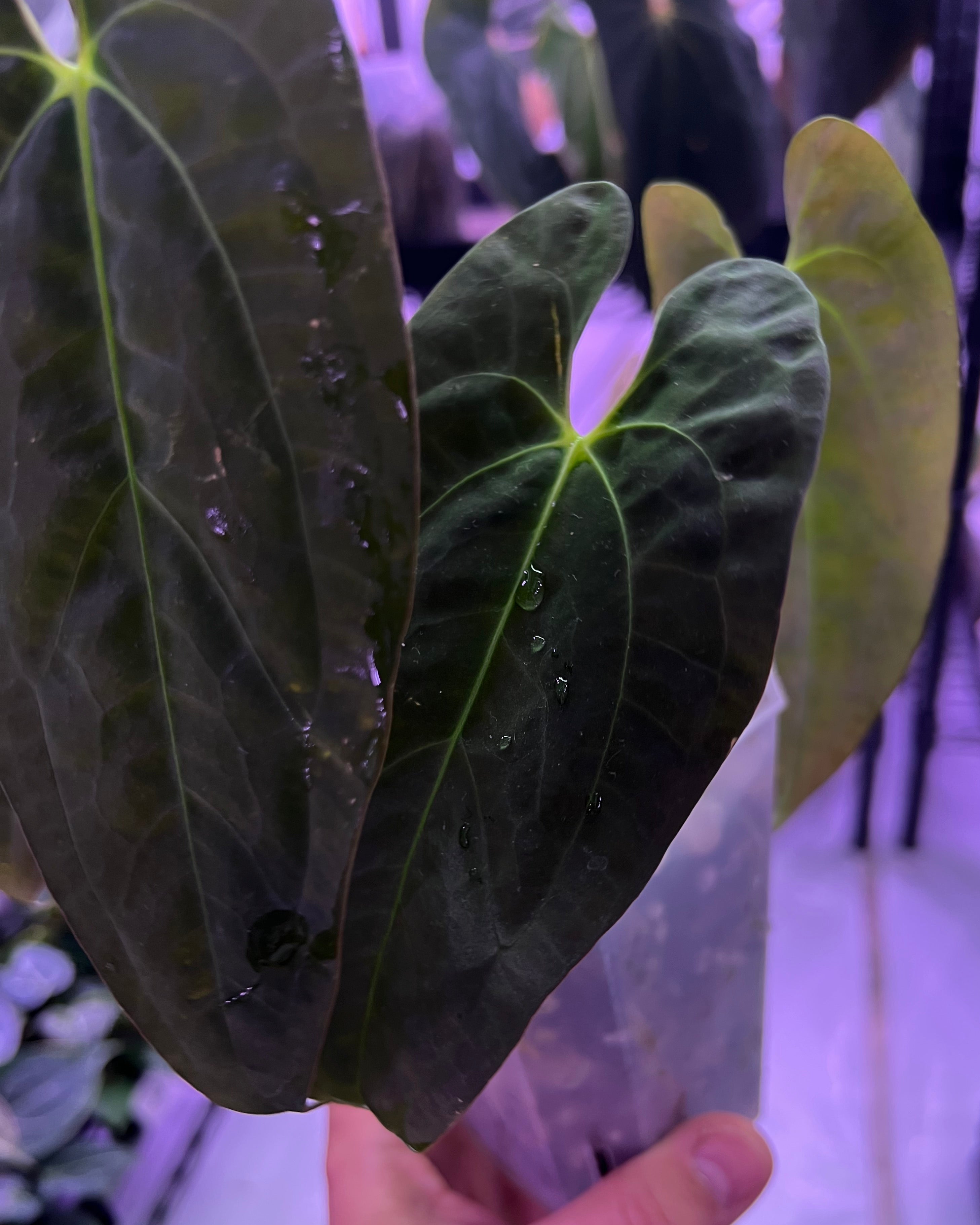 Papillilaminum Gatorbod F2