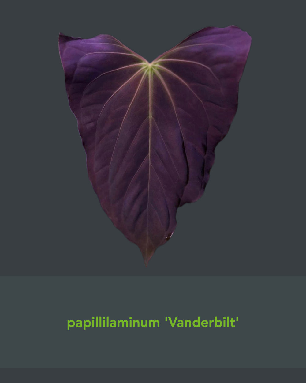 Papillilaminum RA4 S1 x Papillilaminum Vanderbilt