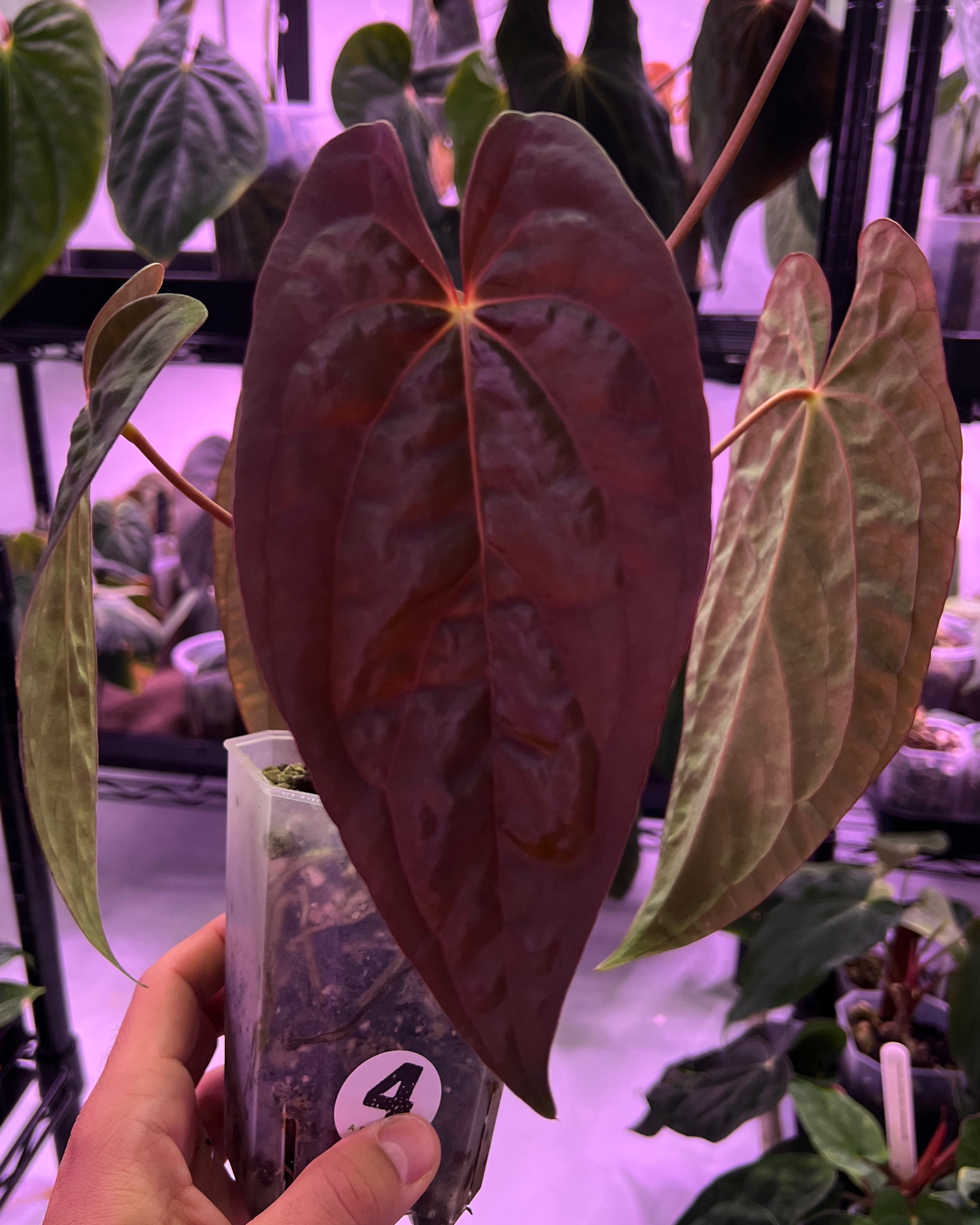 Papillilaminum RA4 S1 x Papillilaminum Vanderbilt