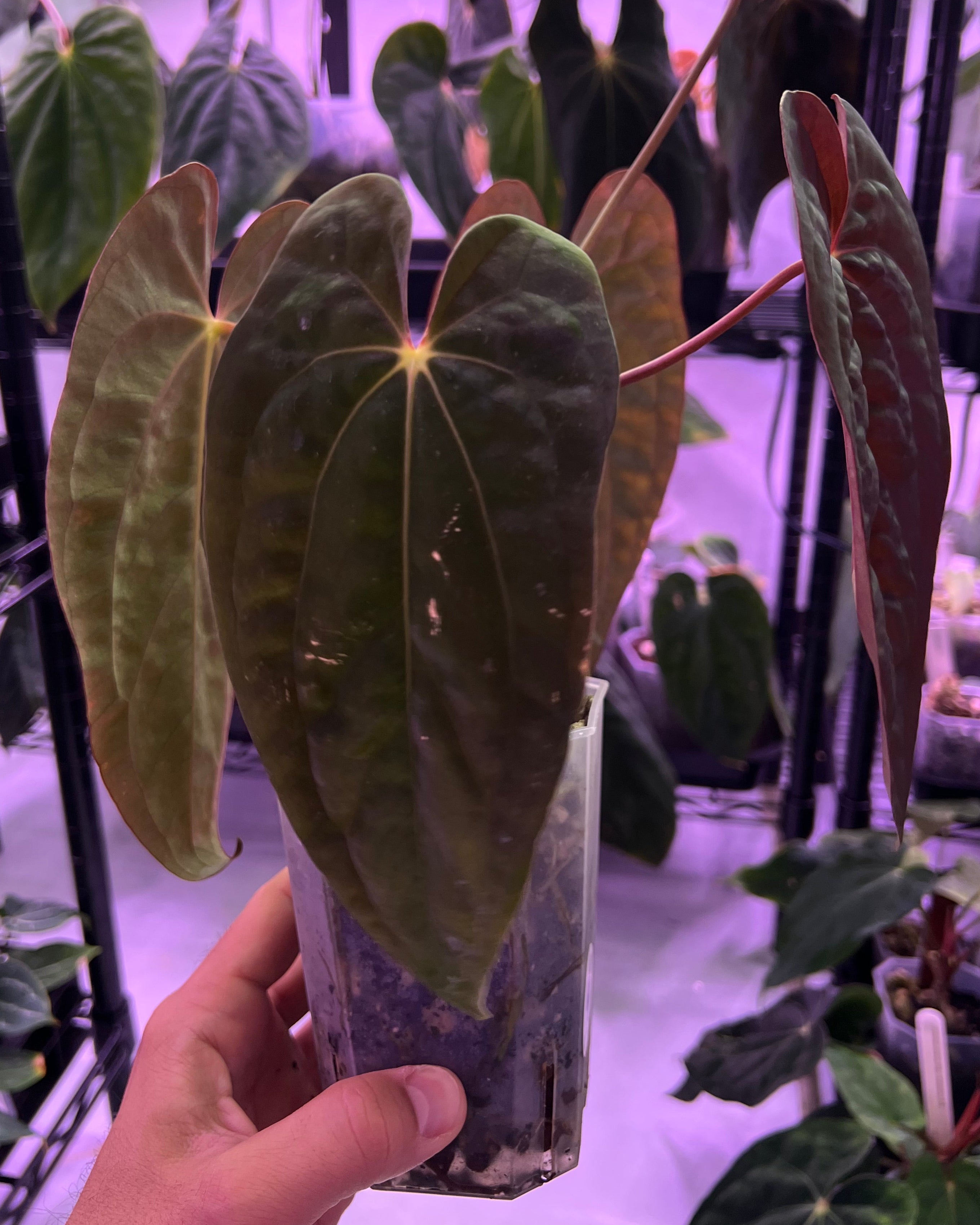 Papillilaminum RA4 S1 x Papillilaminum Vanderbilt