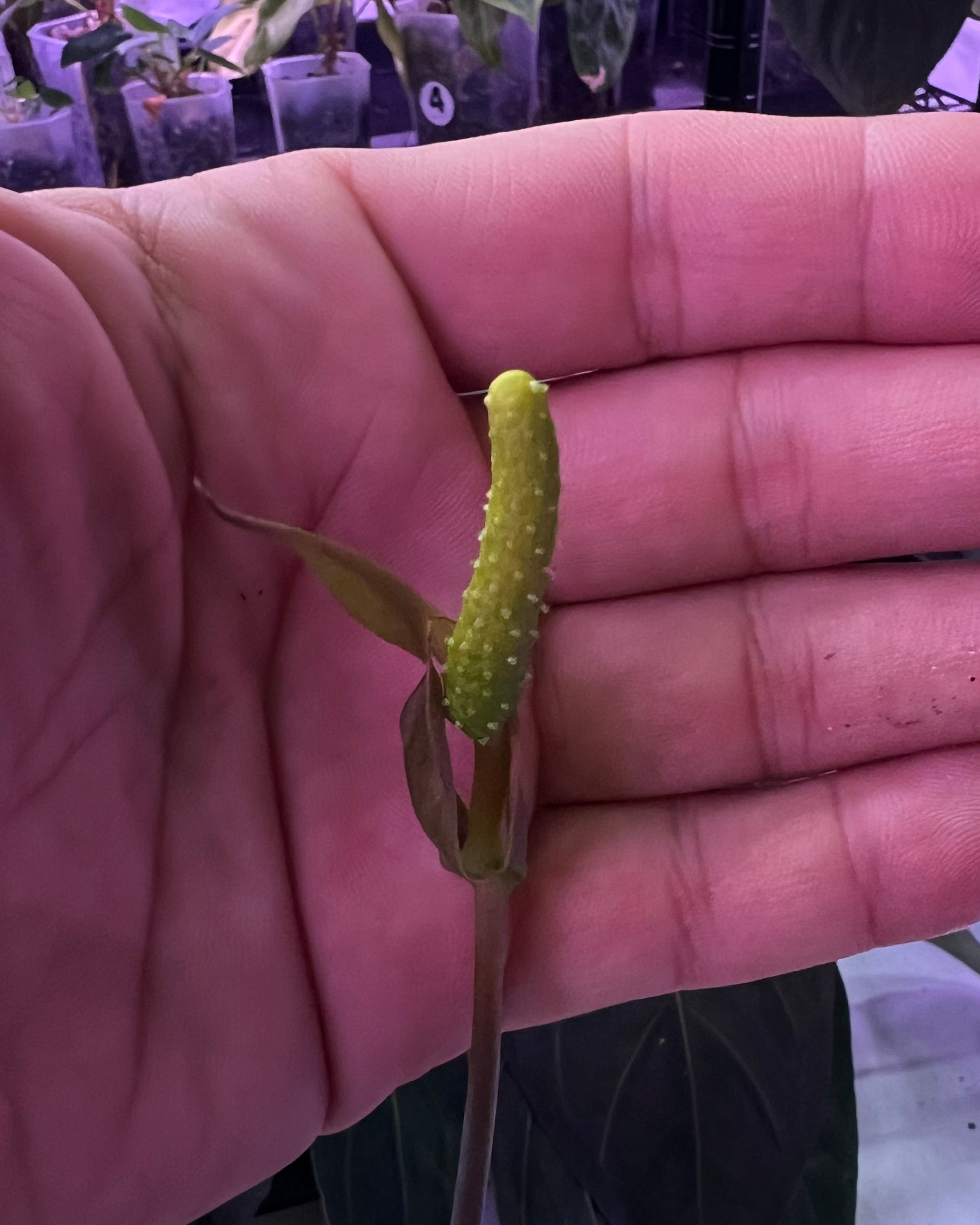 Papillilaminum RA4 S1 x Papillilaminum Vanderbilt