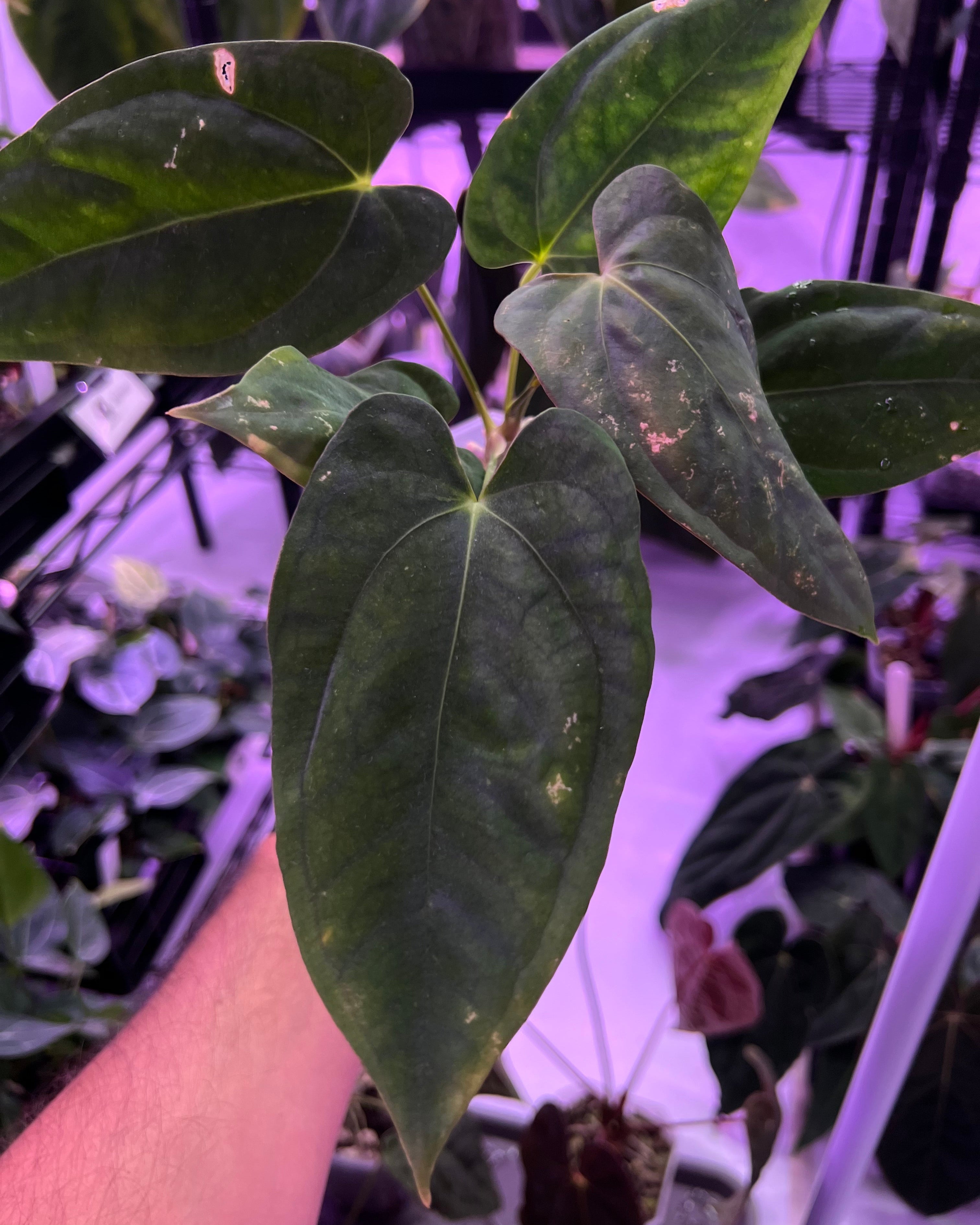 Anthurium Papillilaminum RA6 S1 (needs some love)