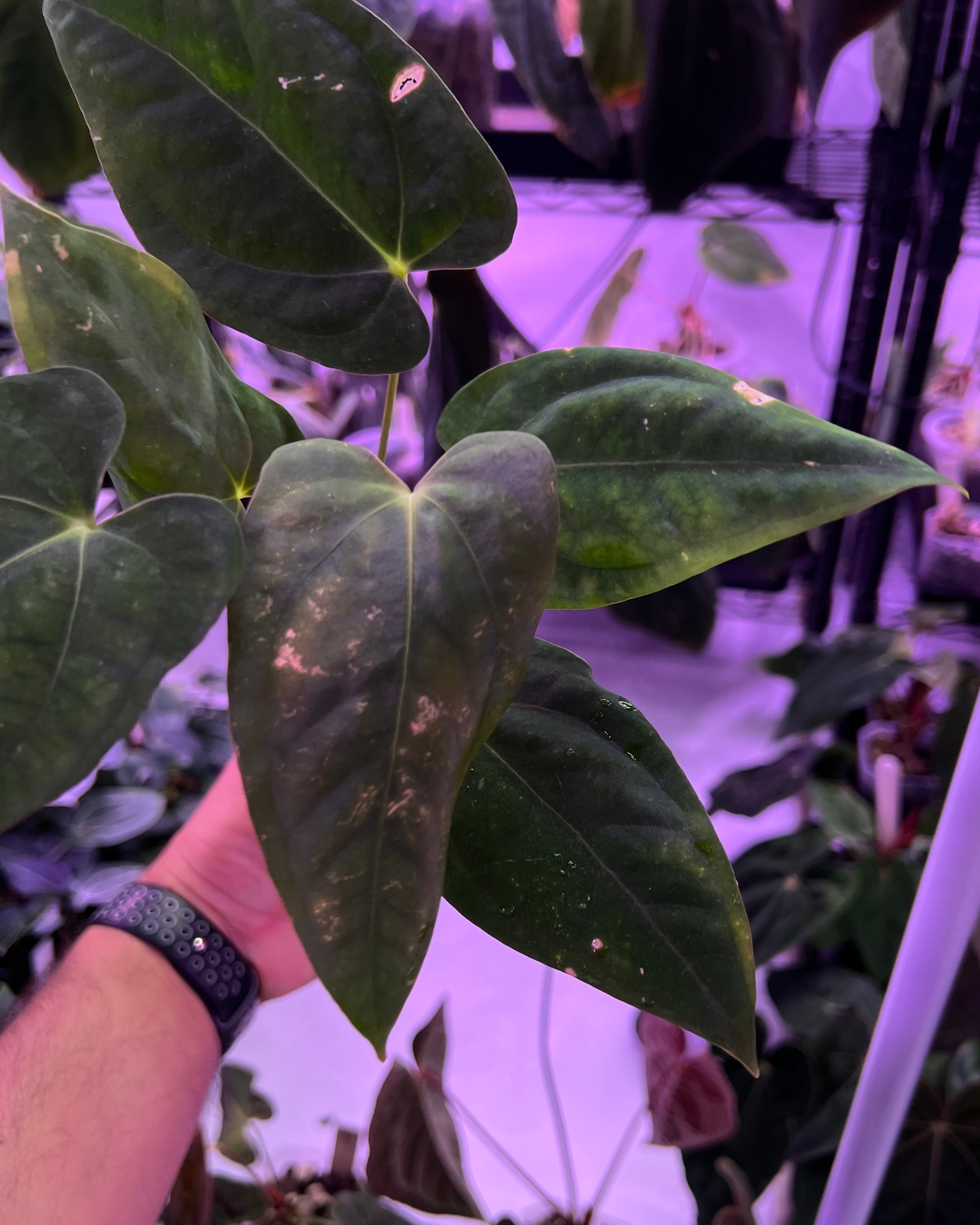 Anthurium Papillilaminum RA6 S1 (needs some love)