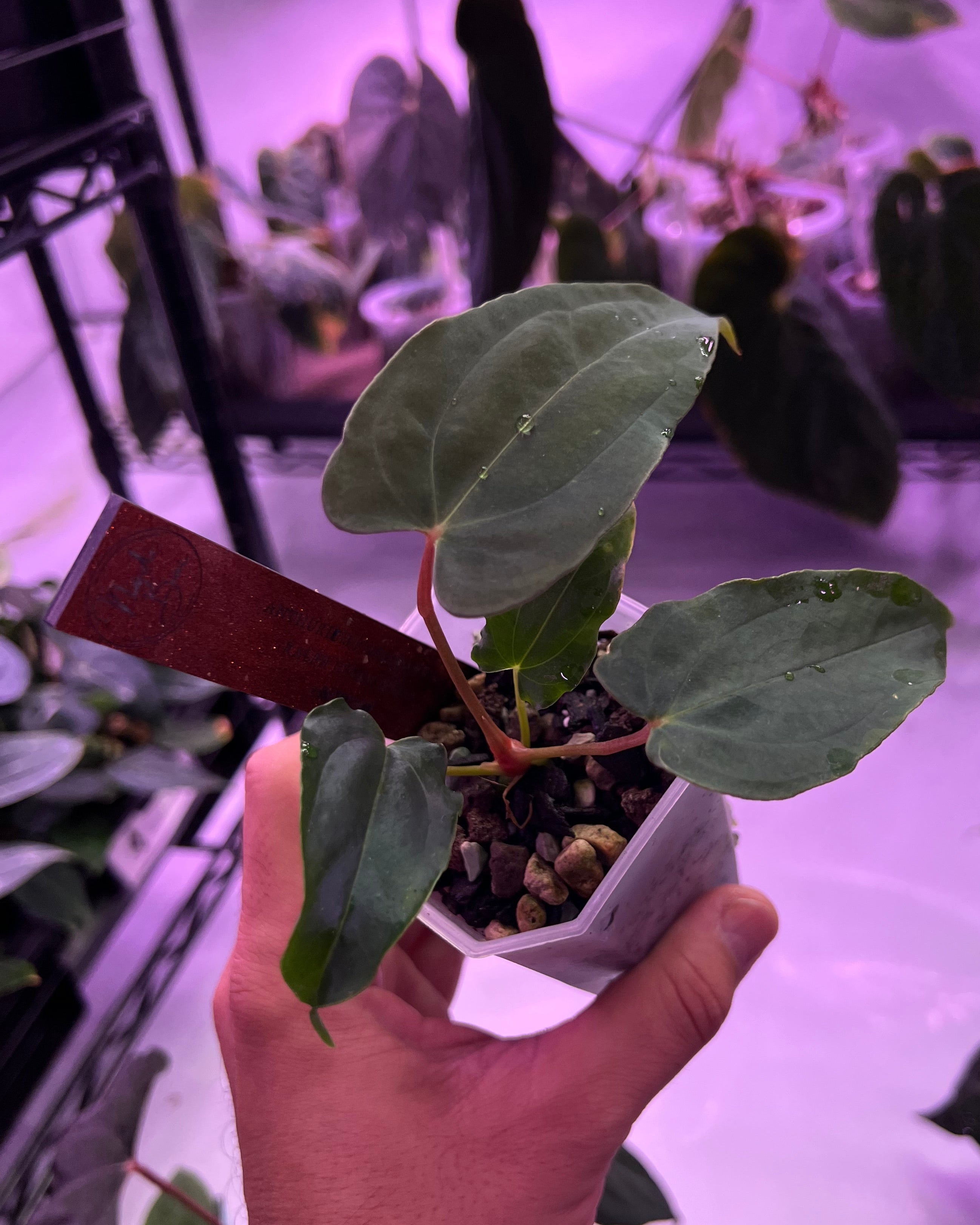 Anthurium papillilaminum Ralph Lynam S1