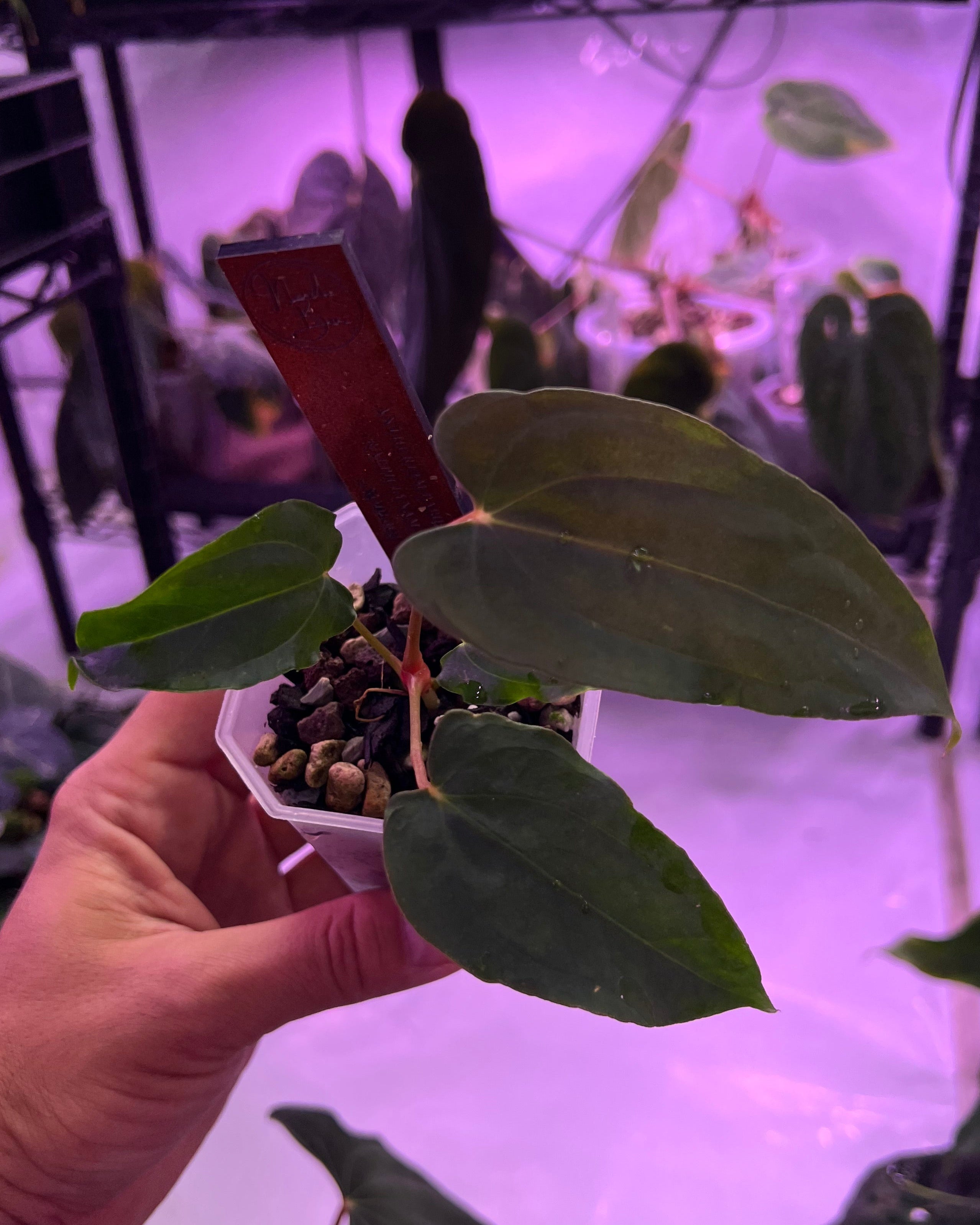 Anthurium papillilaminum Ralph Lynam S1