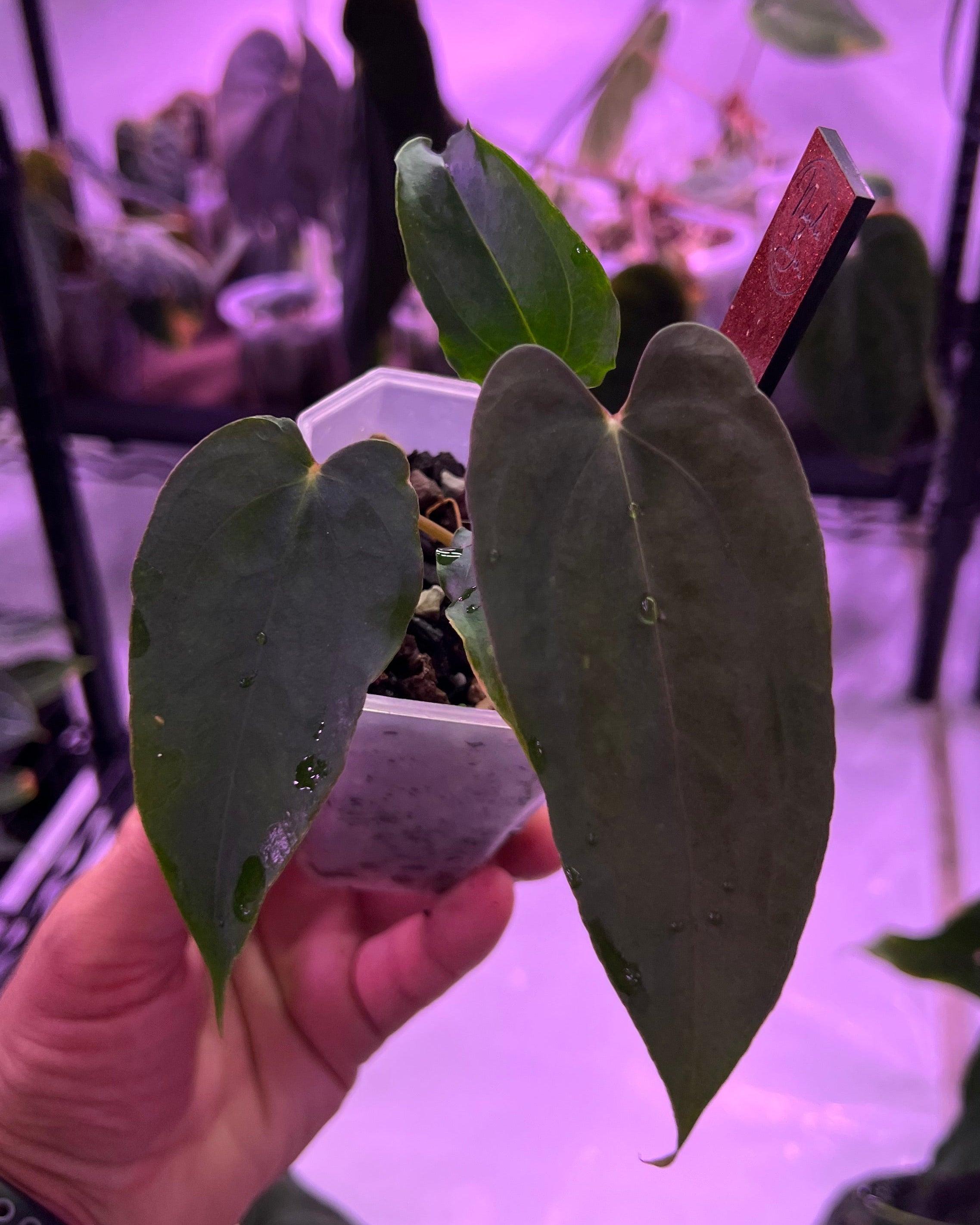 Anthurium papillilaminum Ralph Lynam S1