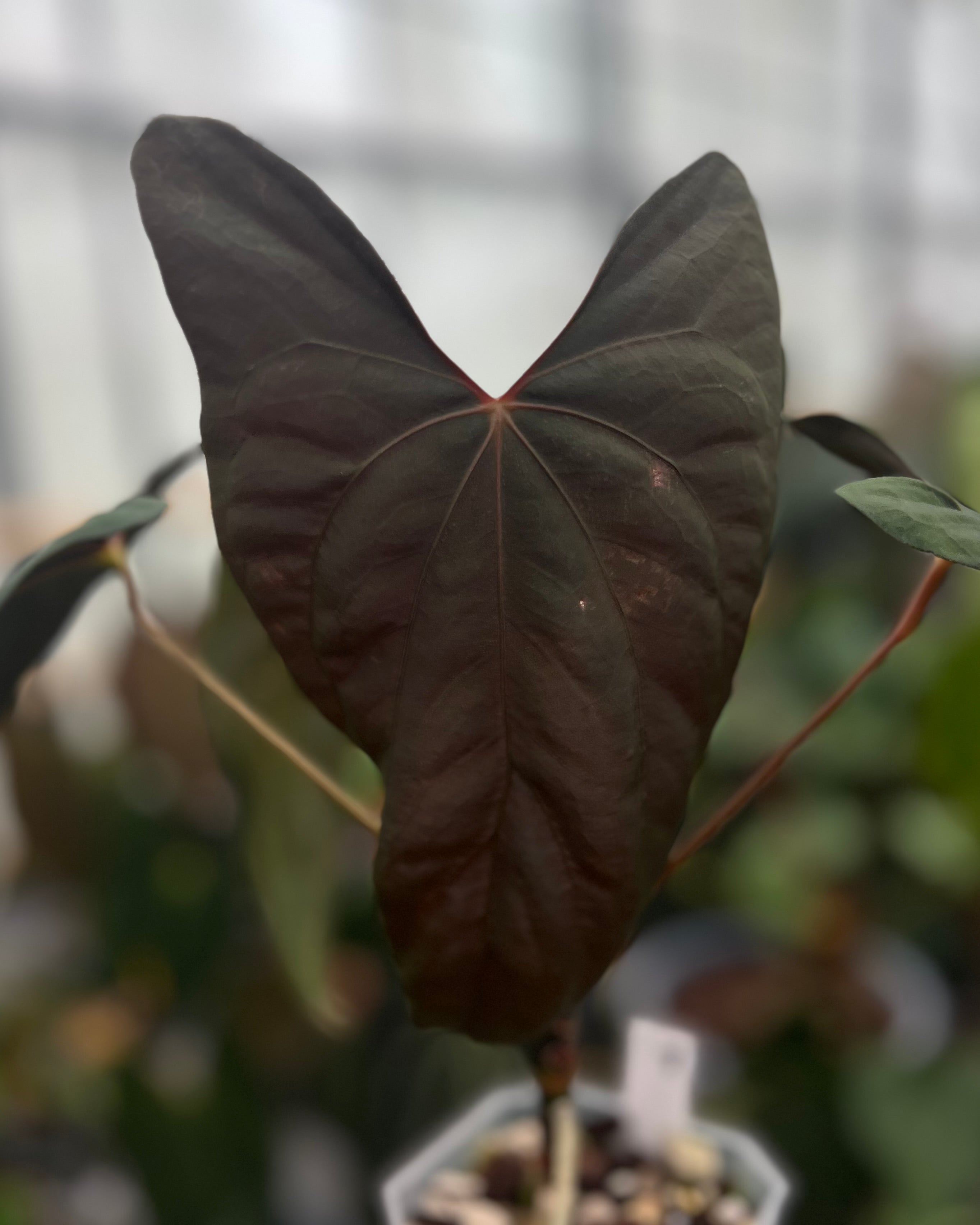 Anthurium papillilaminum Ralph Lynam x Fort Sherman