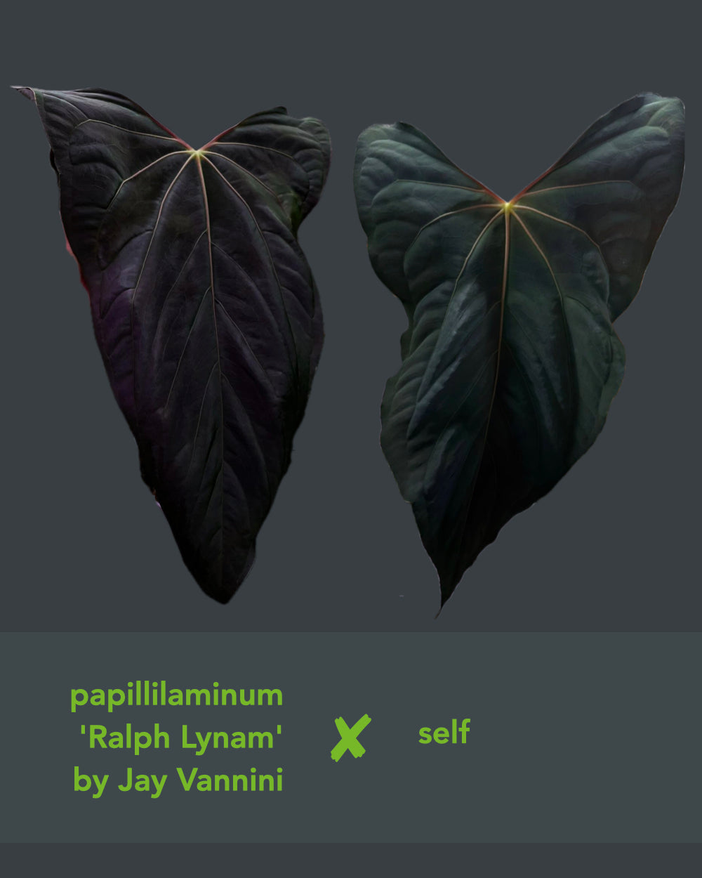 Anthurium papillilaminum Ralph Lynam S1 Wide Sinus