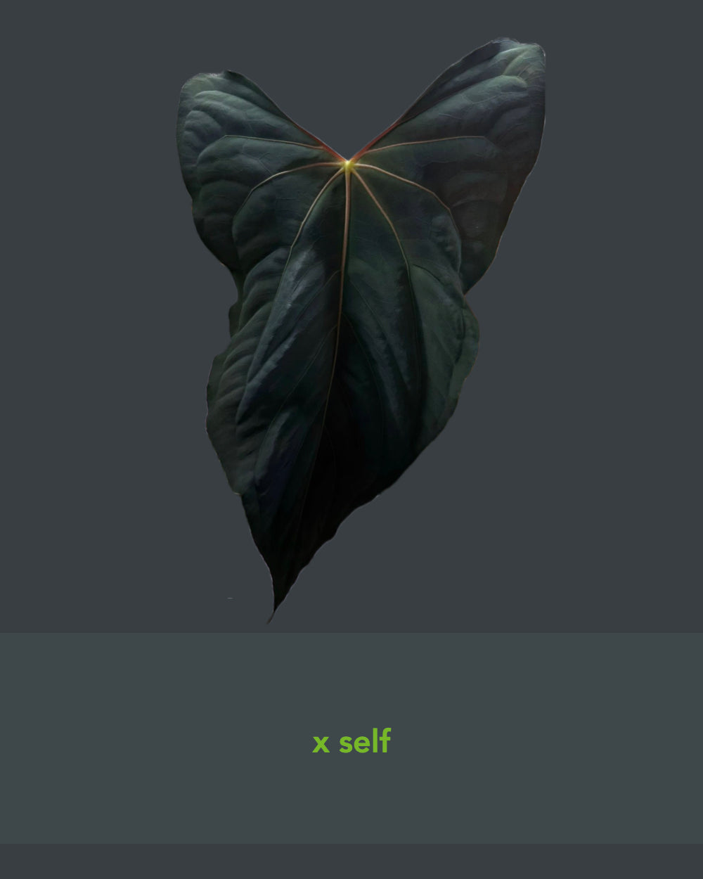 Anthurium papillilaminum Ralph Lynam S1 Wide Sinus