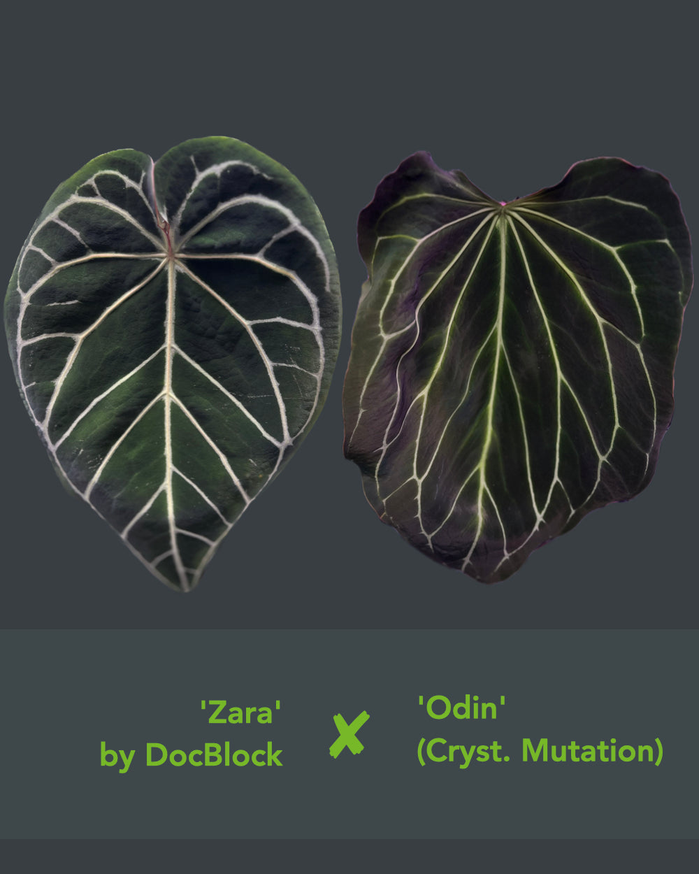 Anthurium Zara x Odin