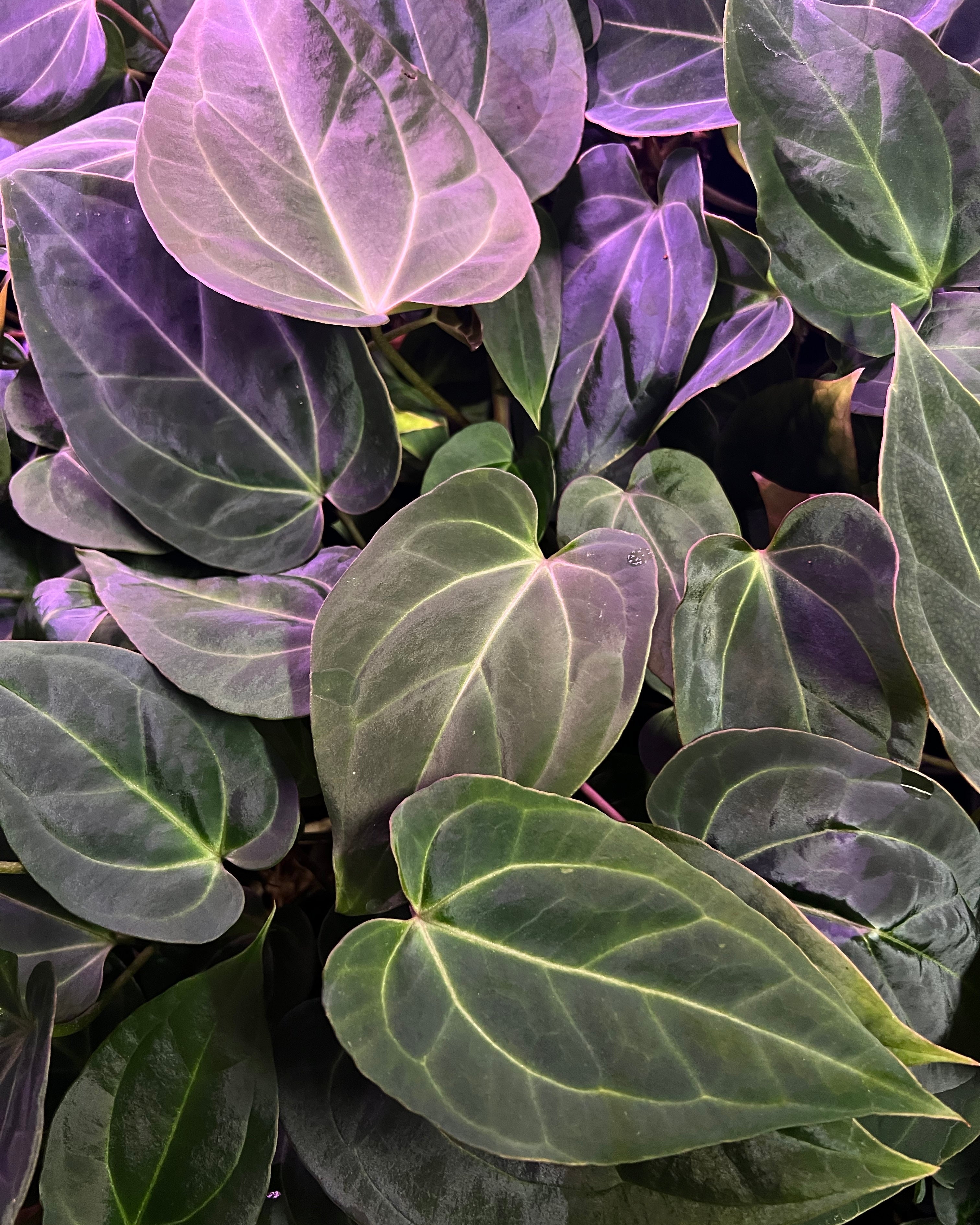 Anthurium (Antolakii Round x RA1) x (RC Cleopatra x Antolakii Esme)