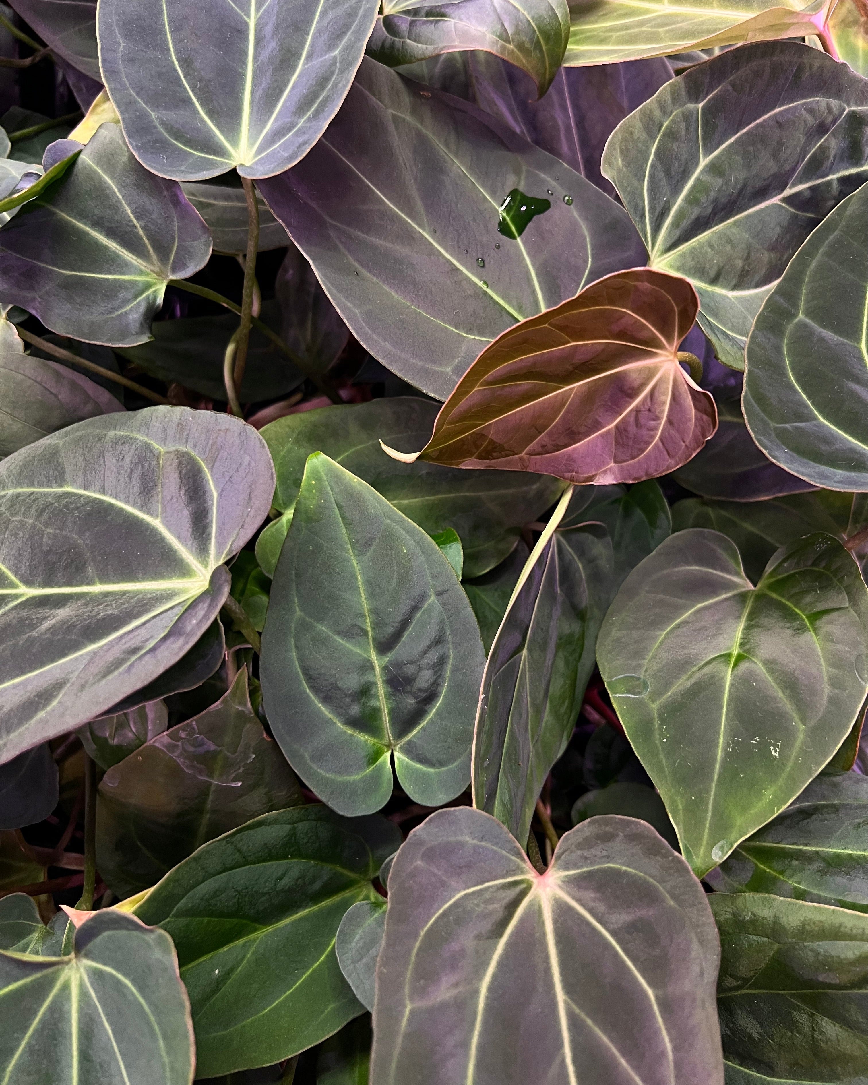 Anthurium (Antolakii Round x RA1) x (RC Cleopatra x Antolakii Esme)