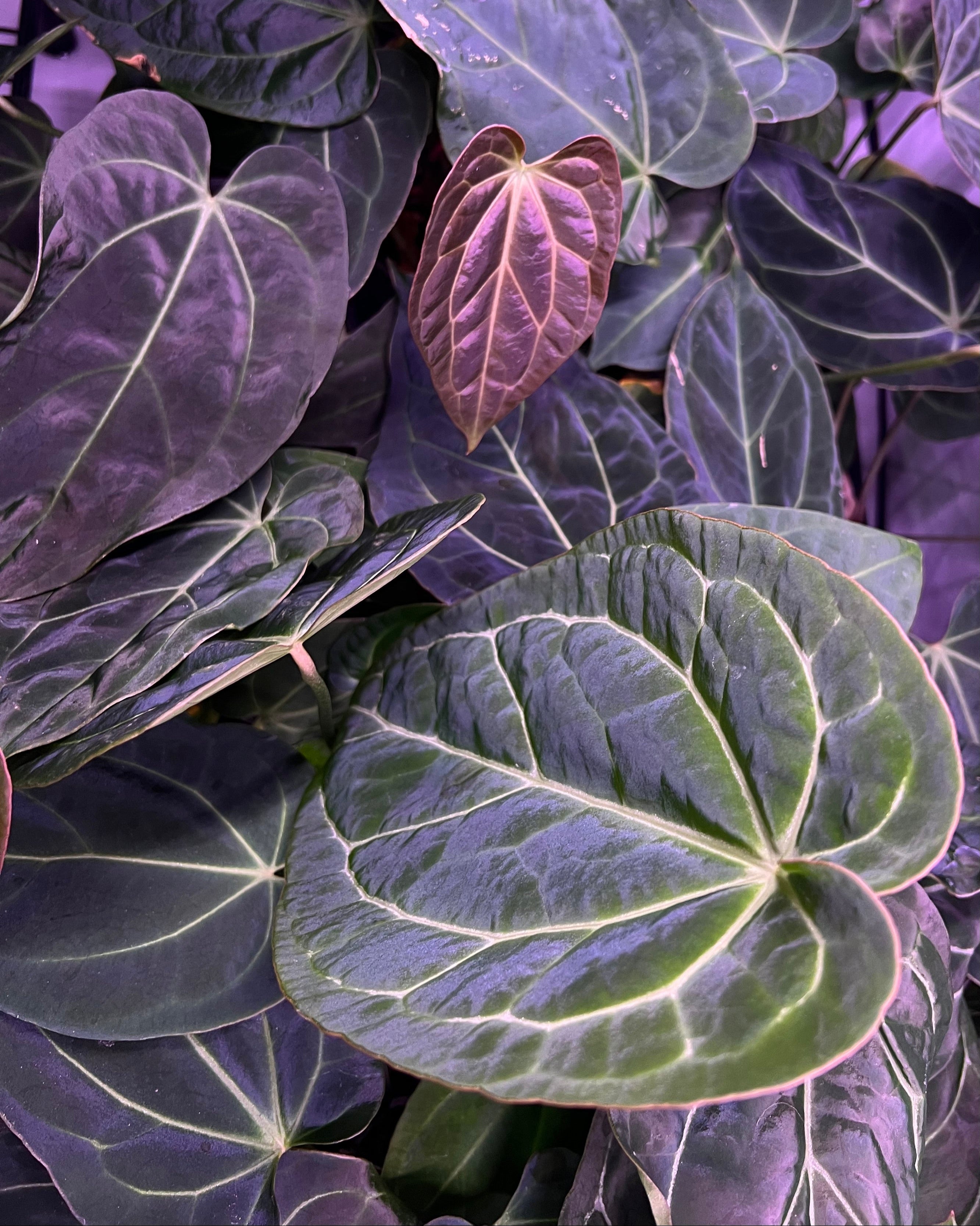 Anthurium (Besseae aff Black x Antolakii Round) x Odin - large size
