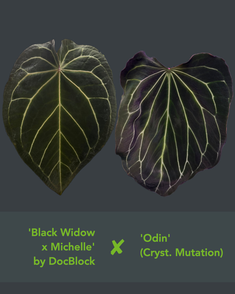 Anthurium (Black Widow x Michelle) x Odin