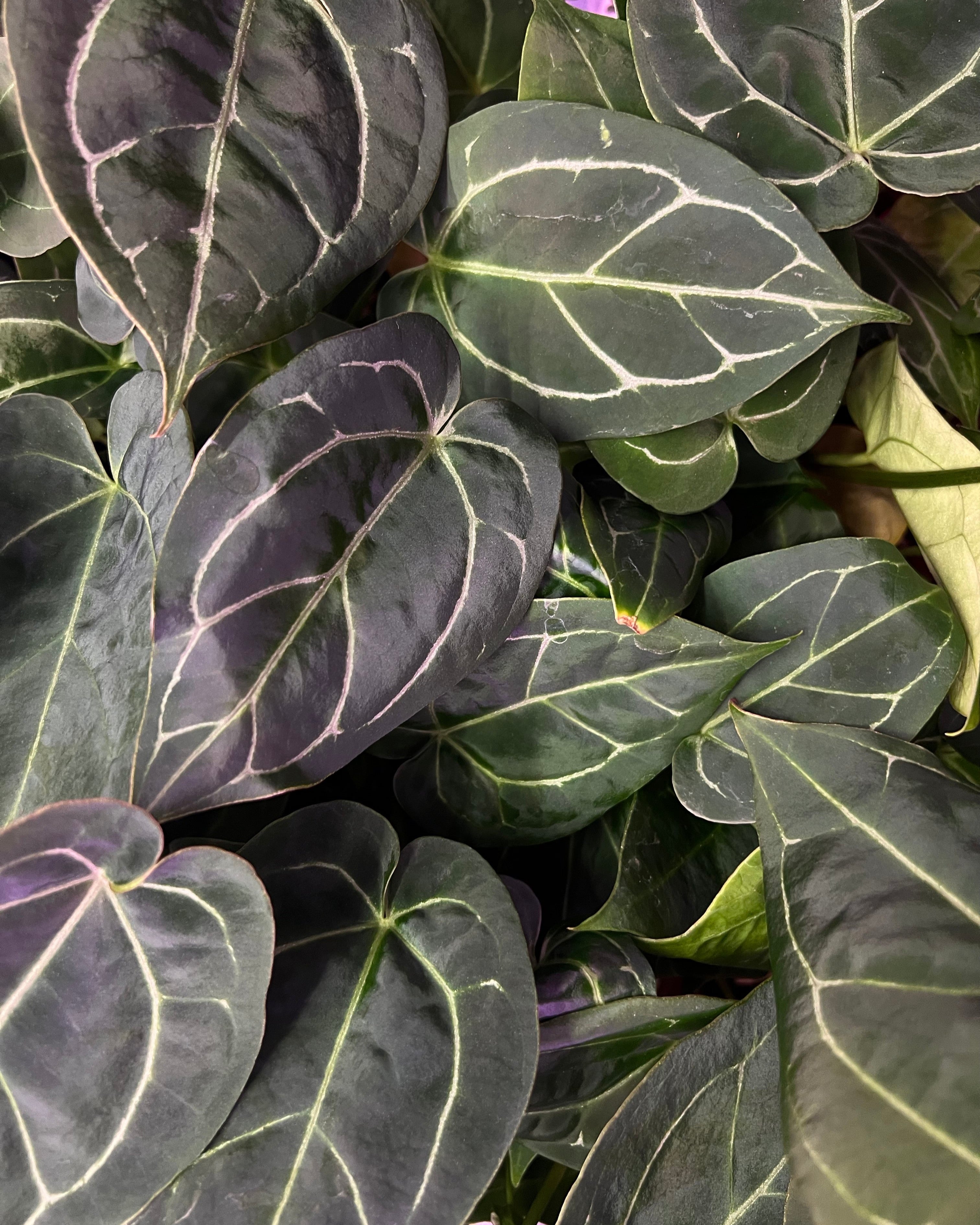 Anthurium (Black Widow x Michelle) x Odin