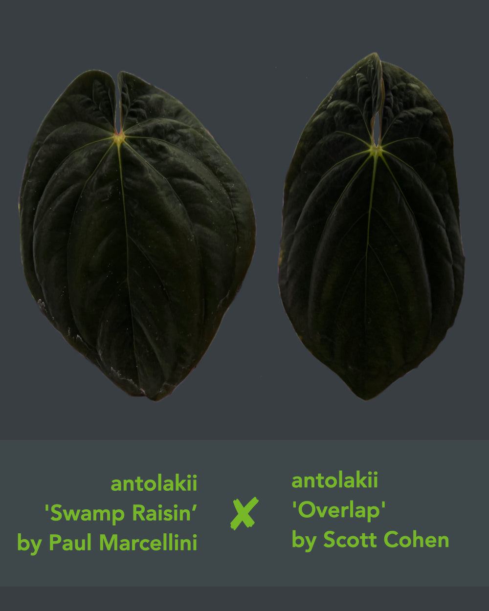 Anthurium antolakii Swamp Raisin x Overlap