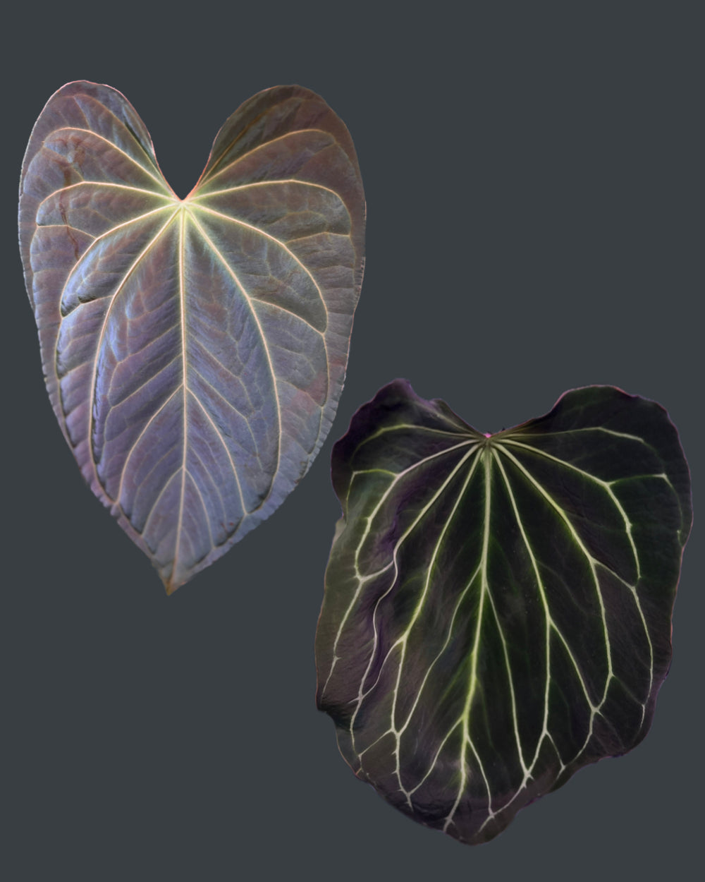 Anthurium (Besseae aff Black x Antolakii Round) x Odin - large size
