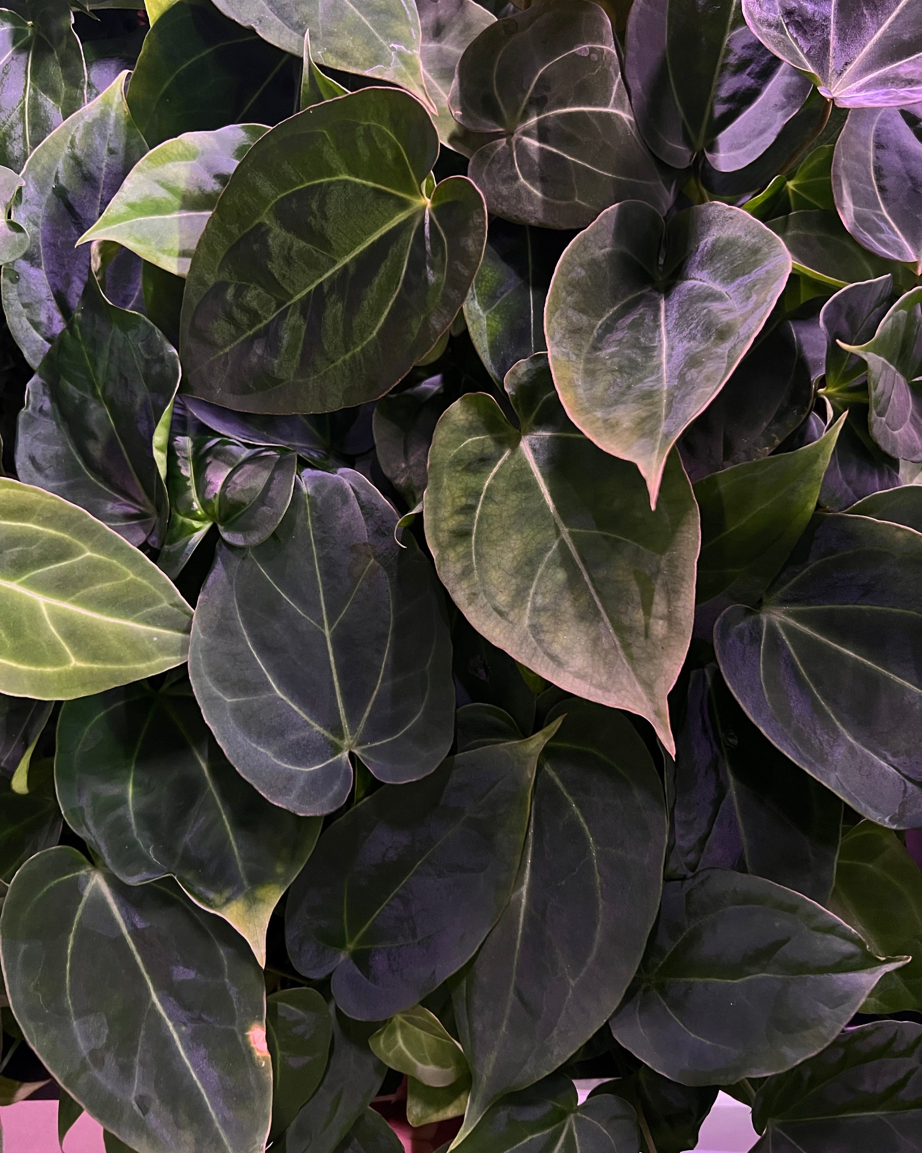 Anthurium (Besseae aff Black x Antolakii Round) x Odin - medium-size
