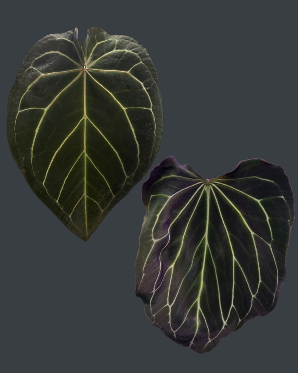 Anthurium (Black Widow x Michelle) x Odin