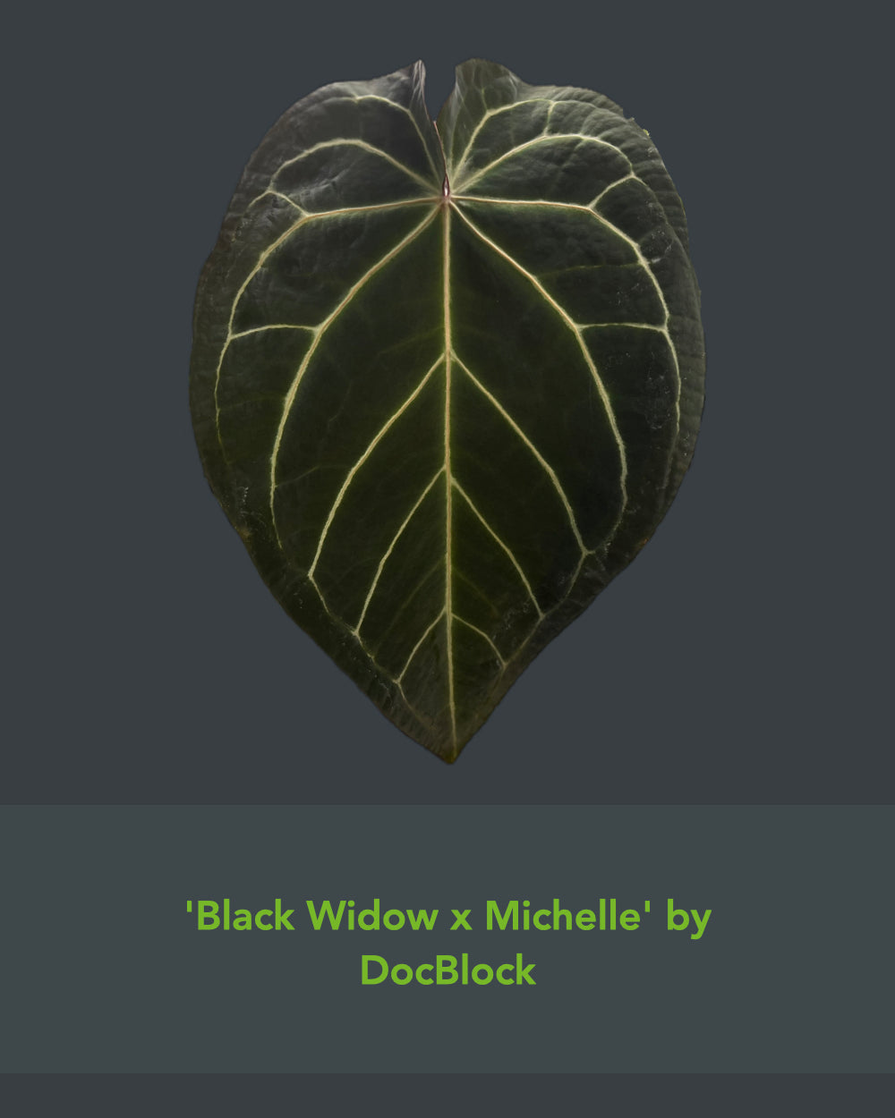 Anthurium (Black Widow x Michelle) x Odin