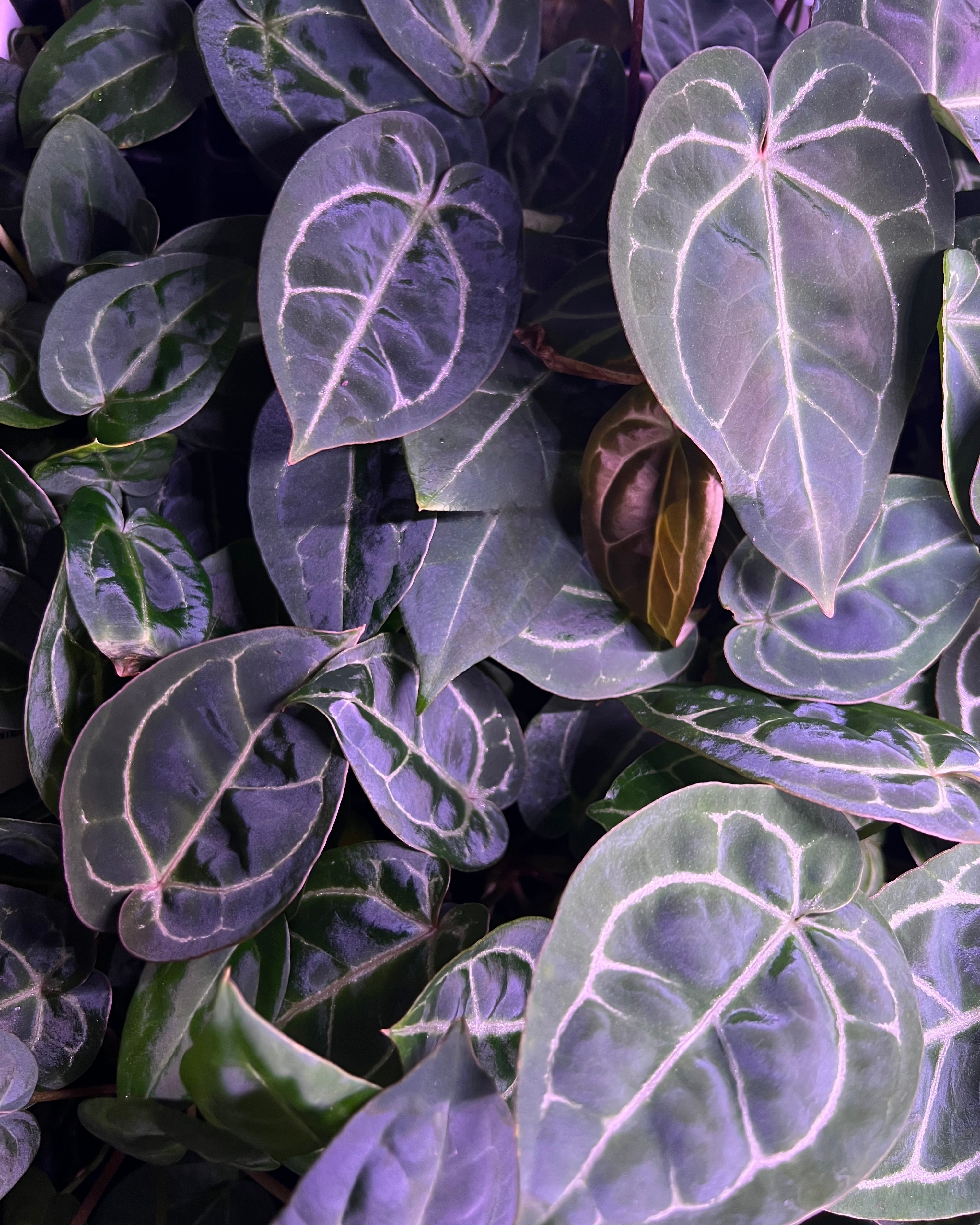 Anthurium (Black Widow x Michelle) x Zara