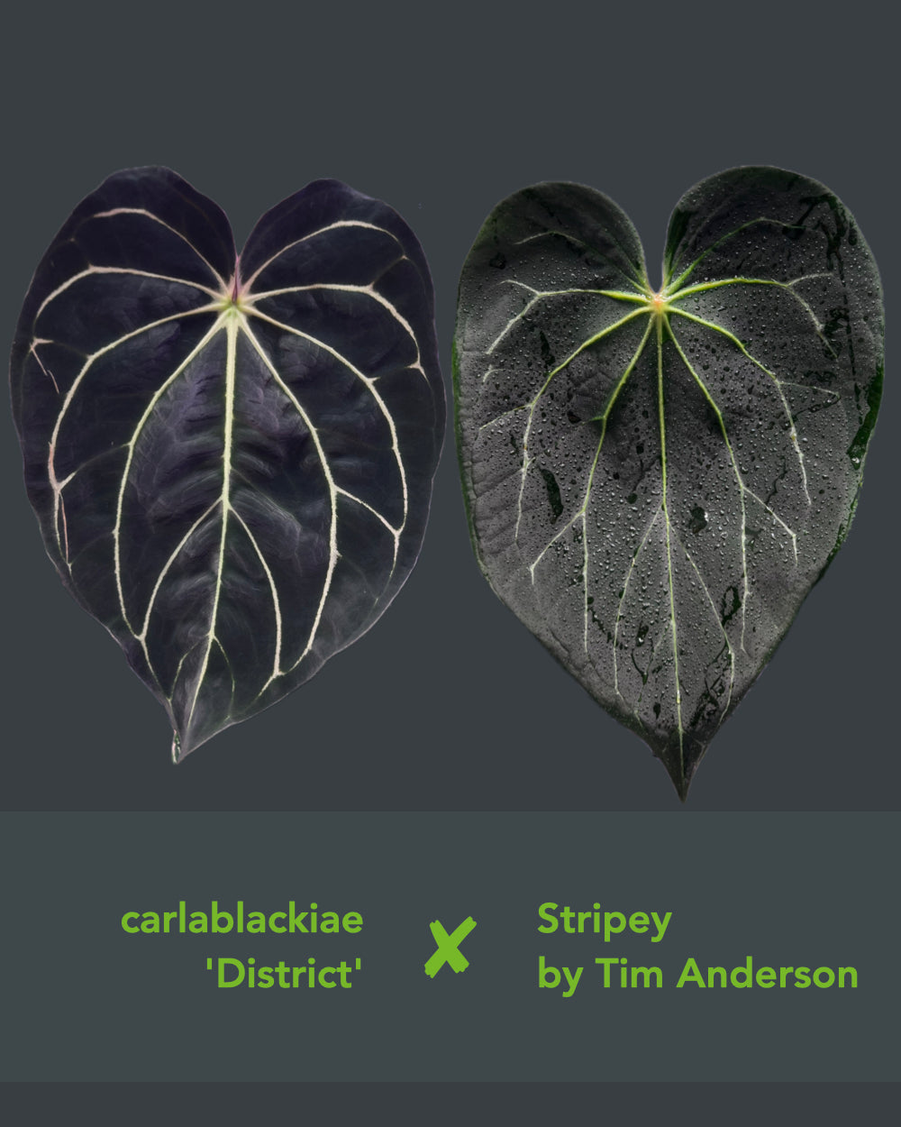 Anthurium carlablackiae District x Stripey