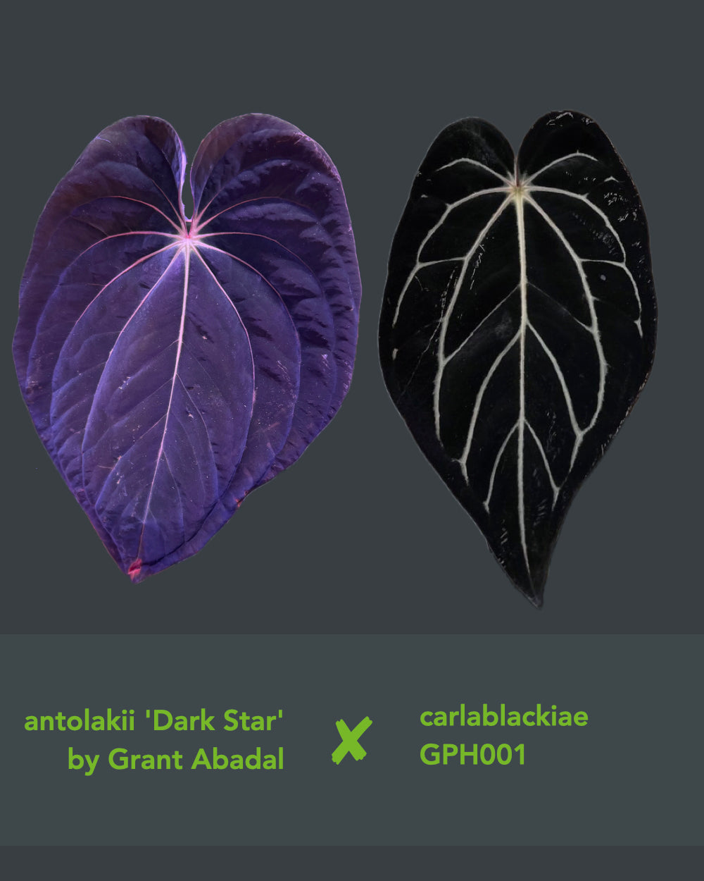 Anthurium antolakii Dark Star x carlablackiae GPH 001