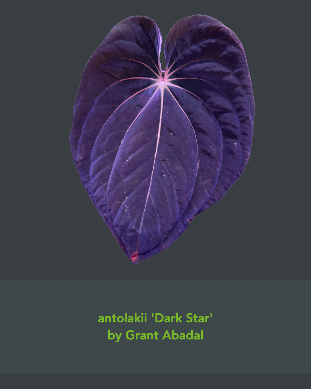 Anthurium antolakii Dark Star x carlablackiae GPH 001