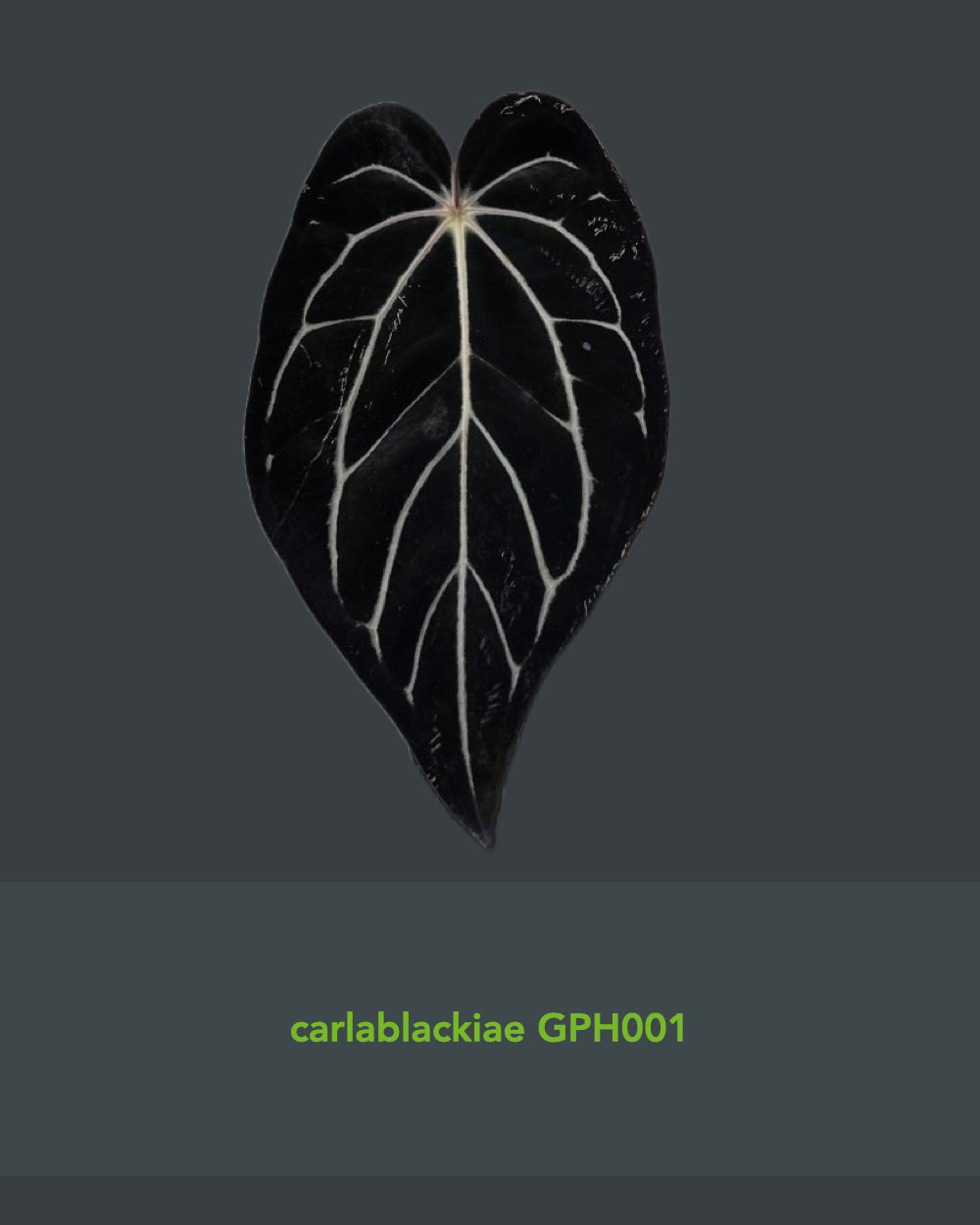 Anthurium antolakii Dark Star x carlablackiae GPH 001