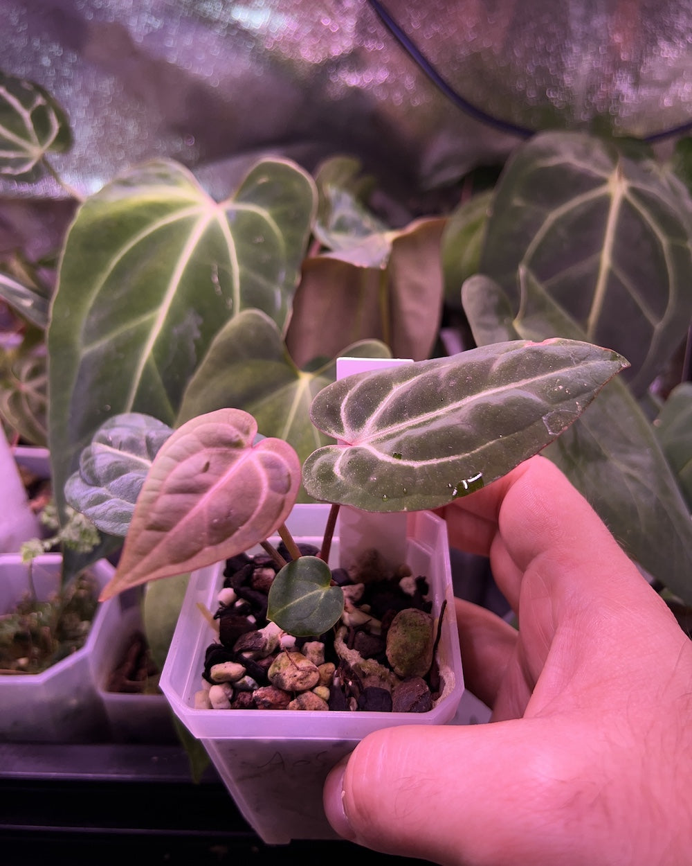 Anthurium Bowser - selected