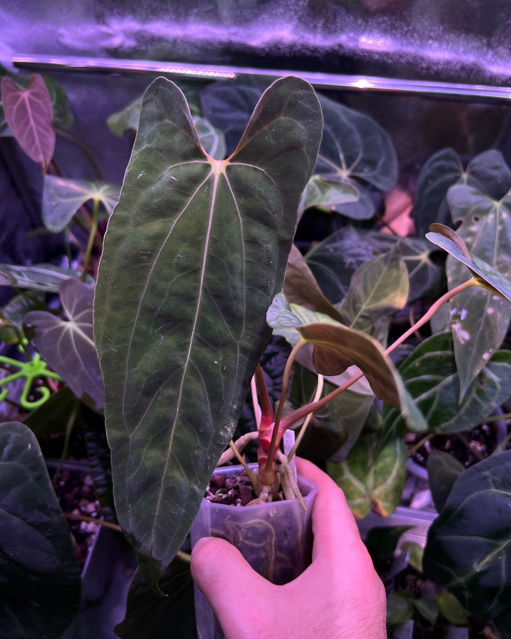 Anthurium papillilaminum Fort Sherman x (FSxRL) - selected