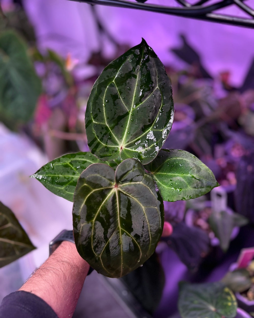Anthurium (Black Widow x Michelle) x carlablackiae District