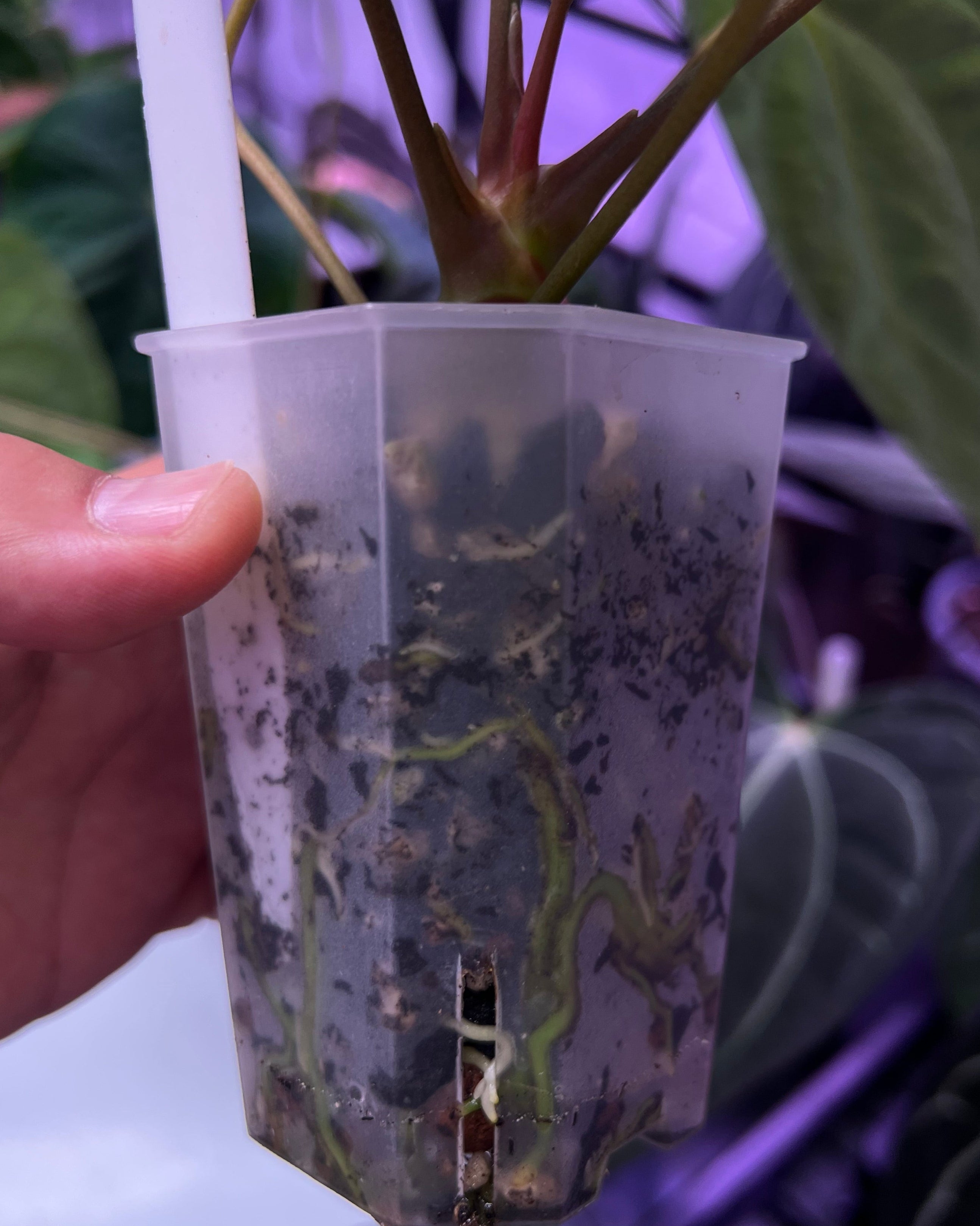 Anthurium papillilaminum RA6 X carlablackiae RA6x5