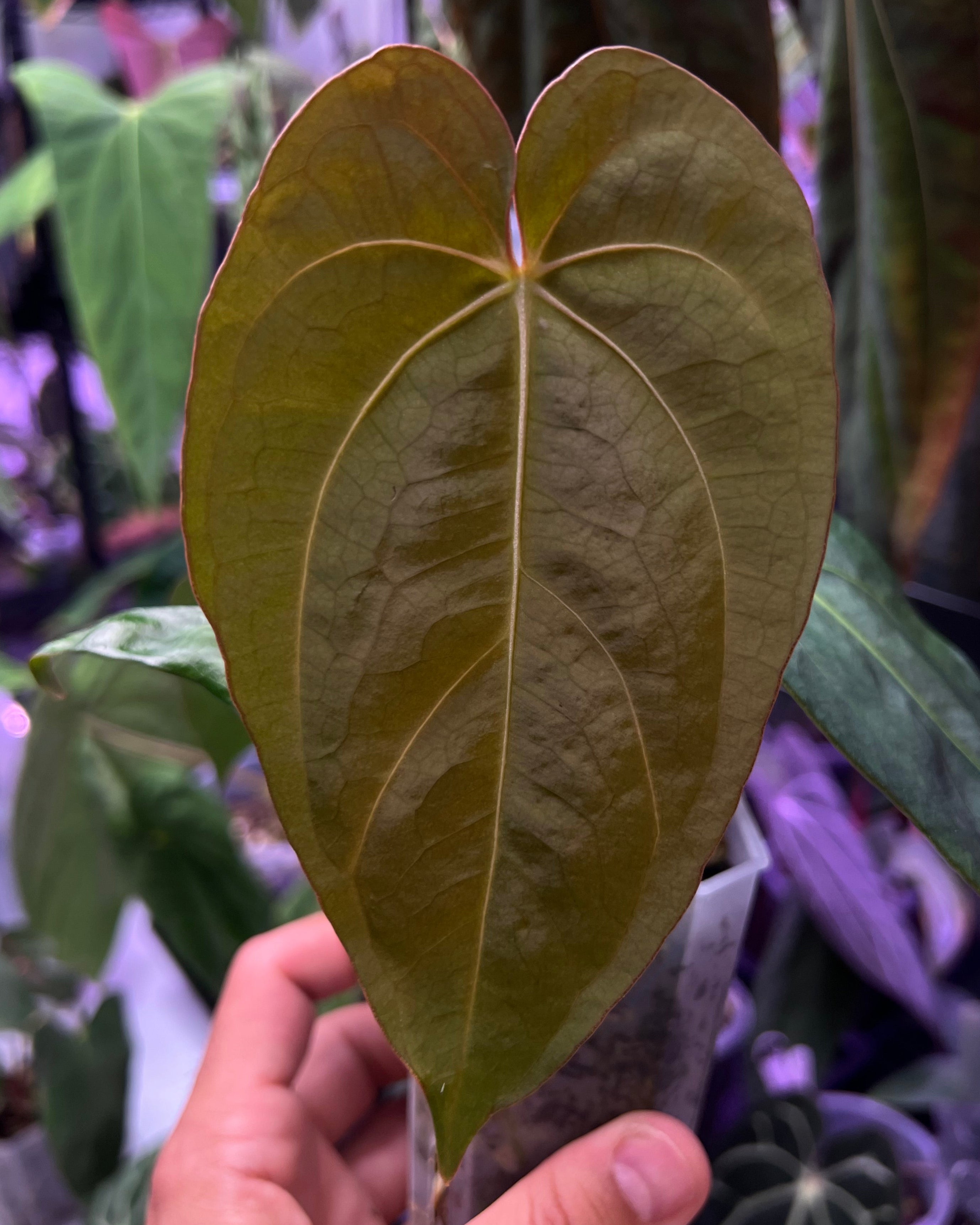 Anthurium dressleri NSE x carlablackiae RA8