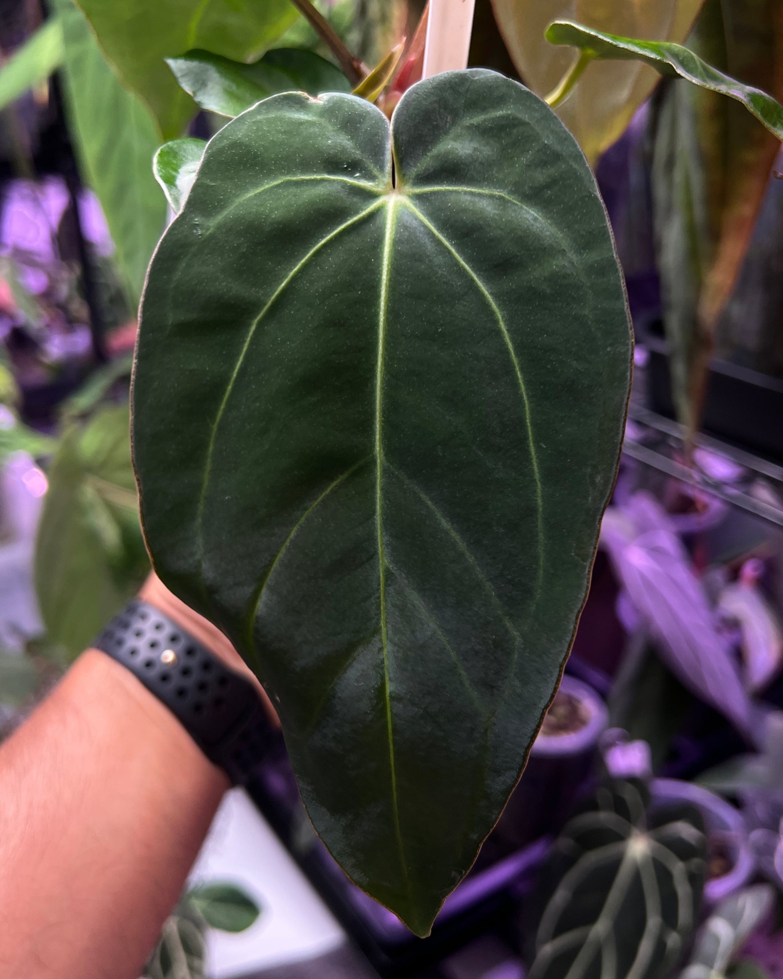 Anthurium dressleri NSE x carlablackiae RA8