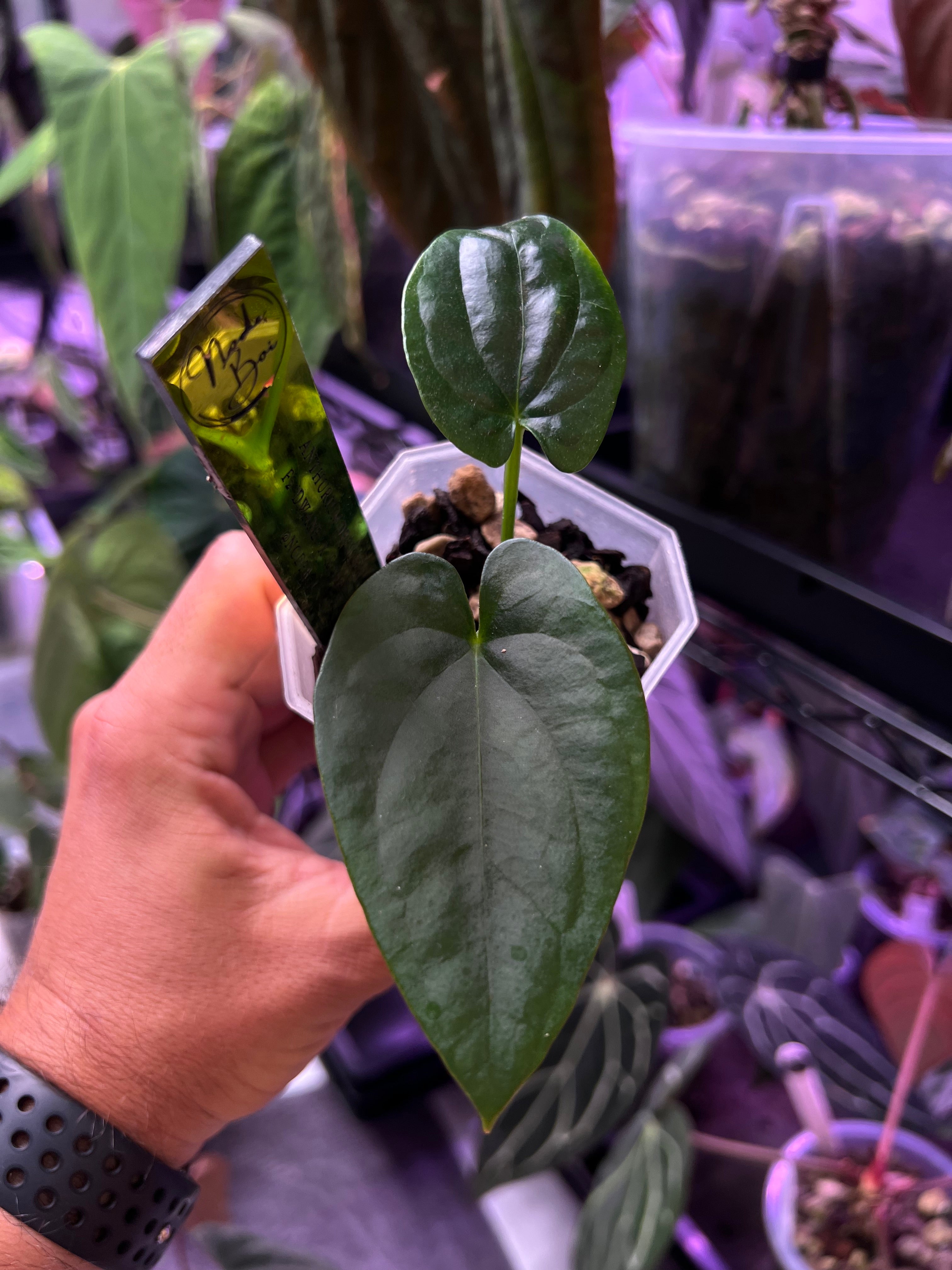 Anthurium dressleri F2 Dwane x F2 Dre