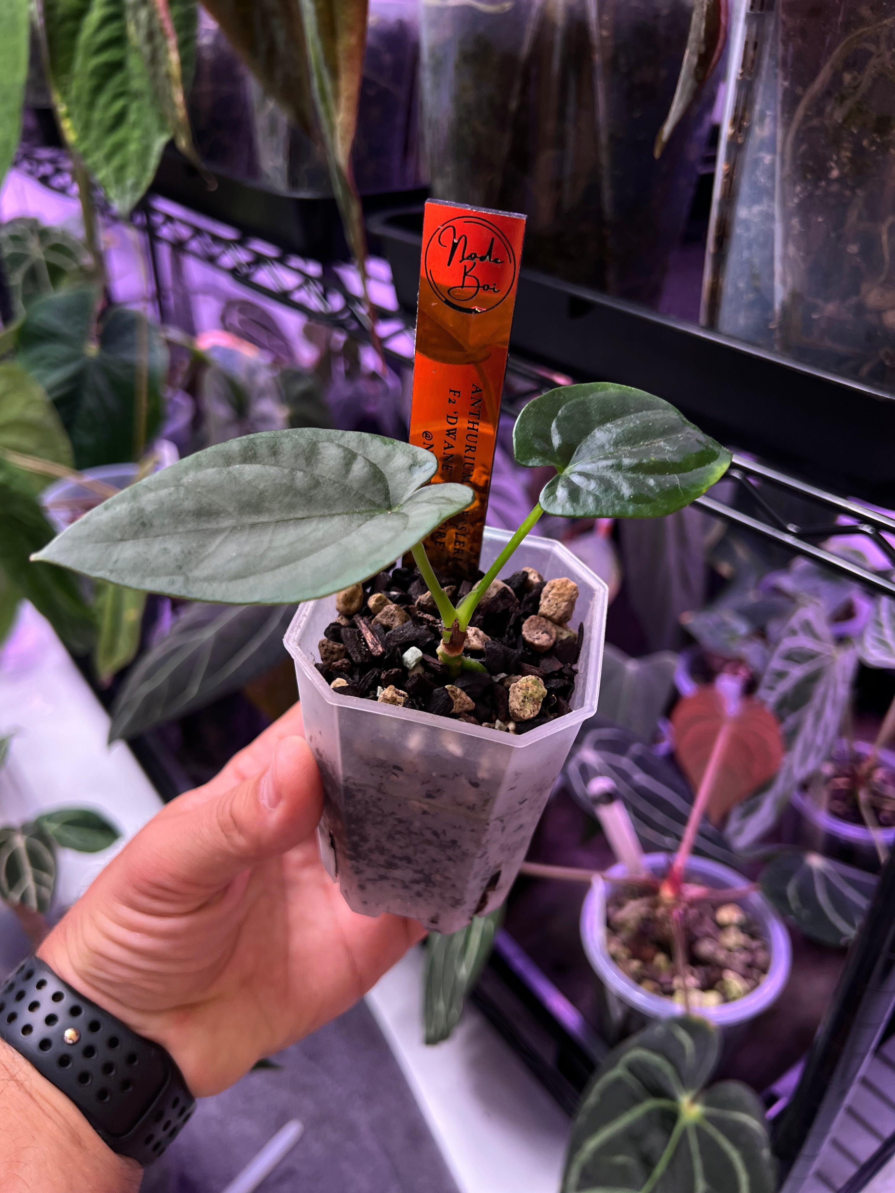 Anthurium dressleri F2 Dwane x F2 Dre