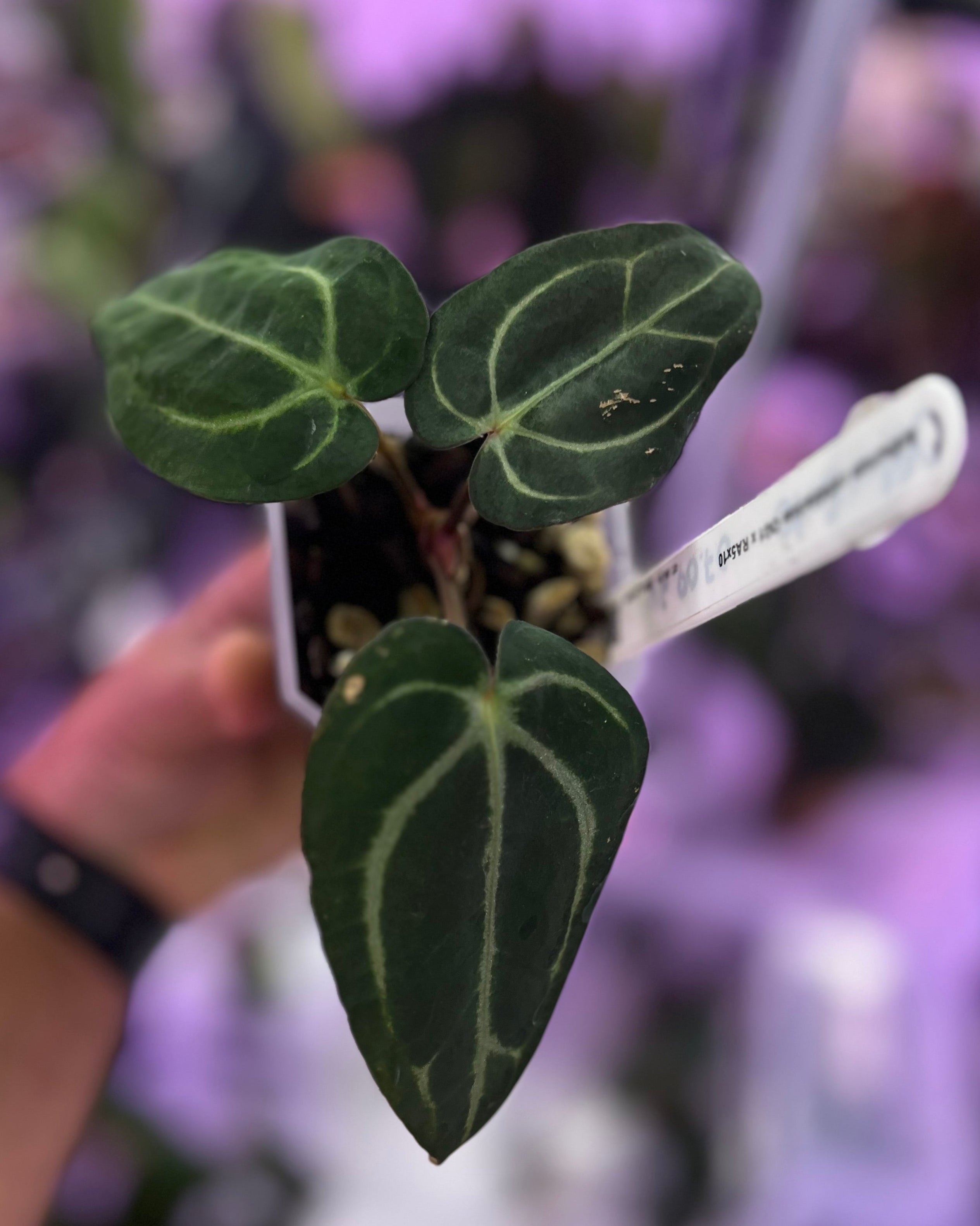 Anthurium carlablackiae OG1 x (RA5x10)